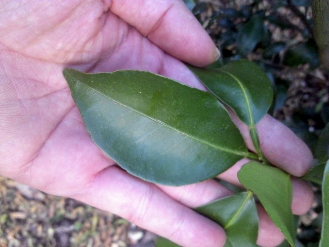 품종 문의드립니다