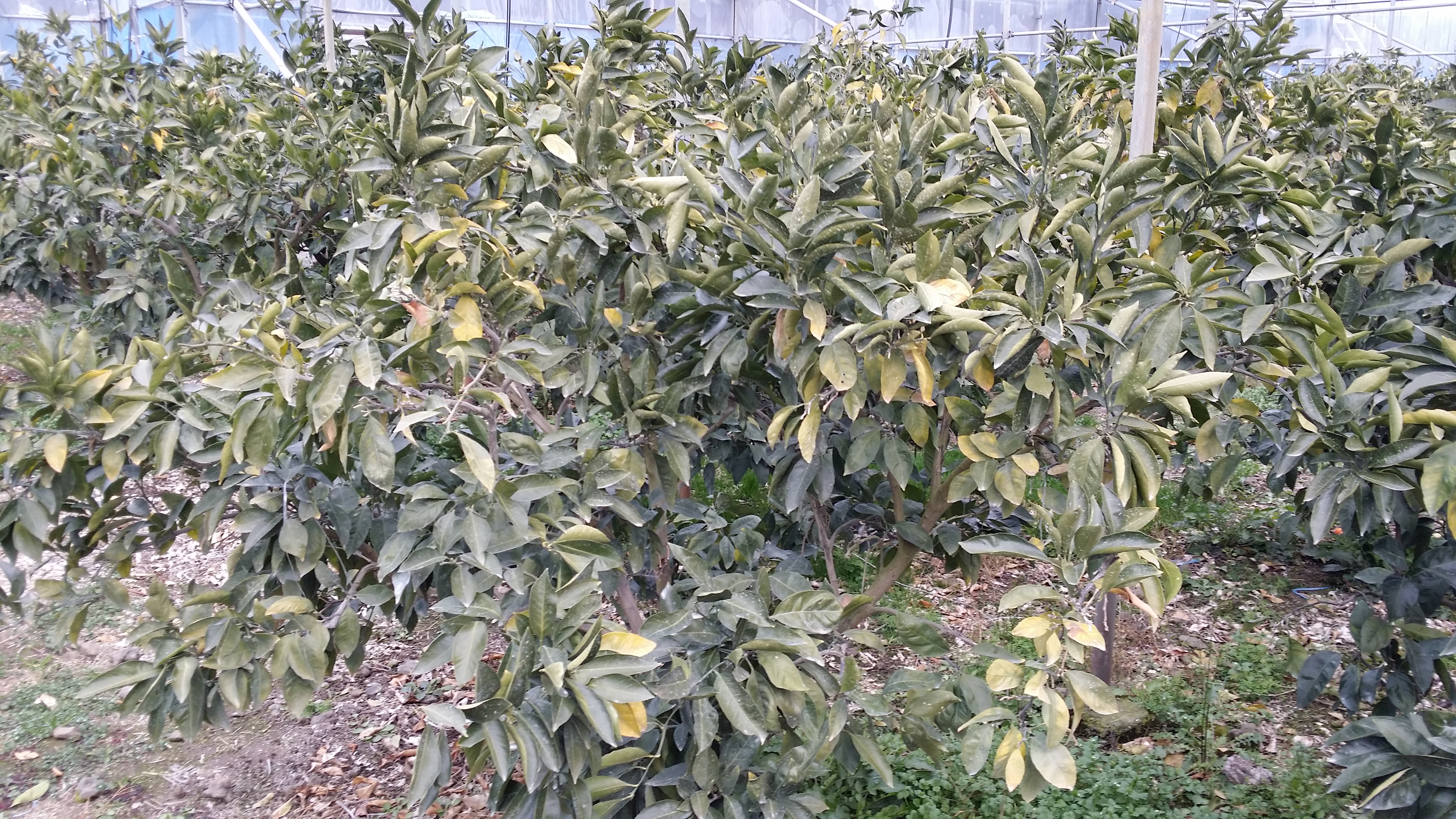 감귤 잎이 노랗게 변화되고 있습니다..