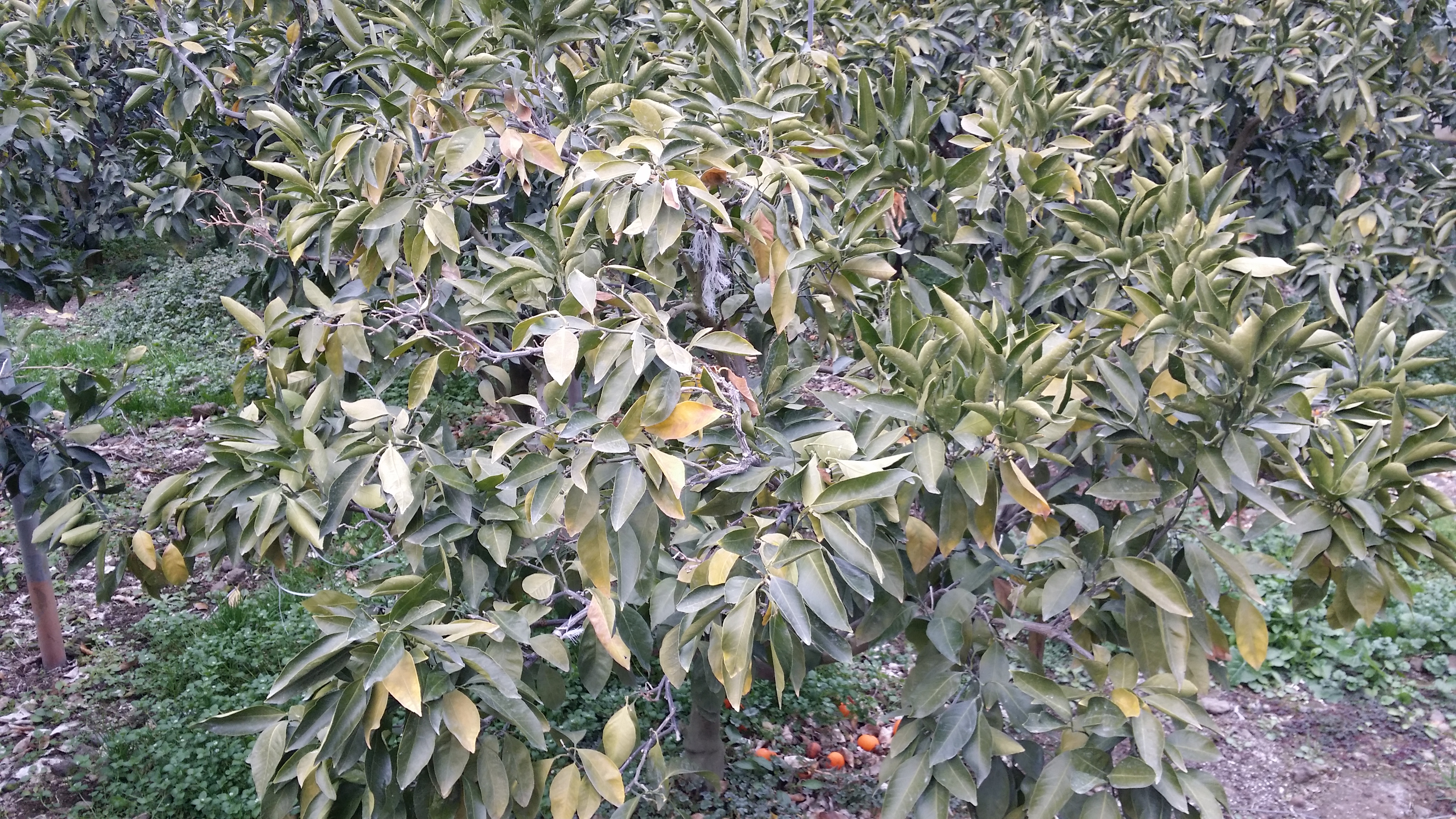 감귤 잎이 노랗게 변화되고 있습니다..