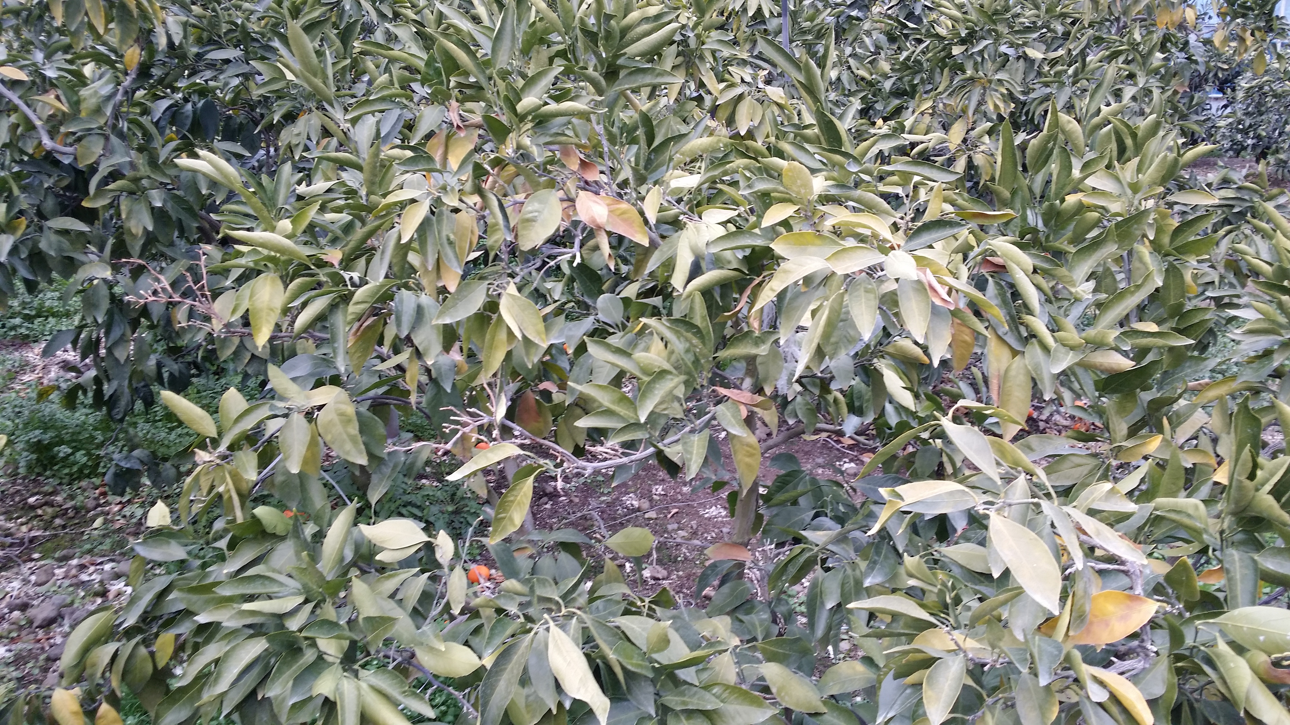 감귤 잎이 노랗게 변화되고 있습니다..