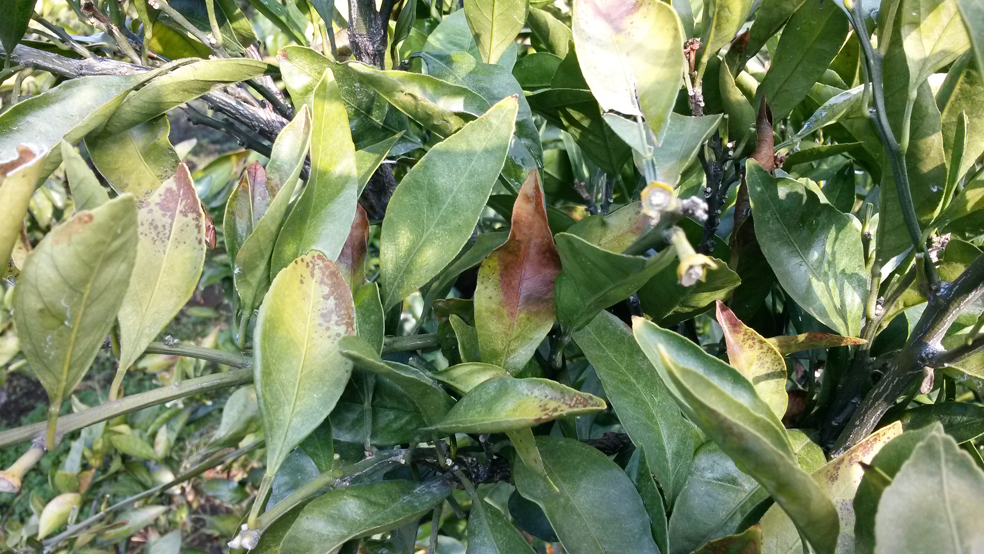 감귤문의드려요~