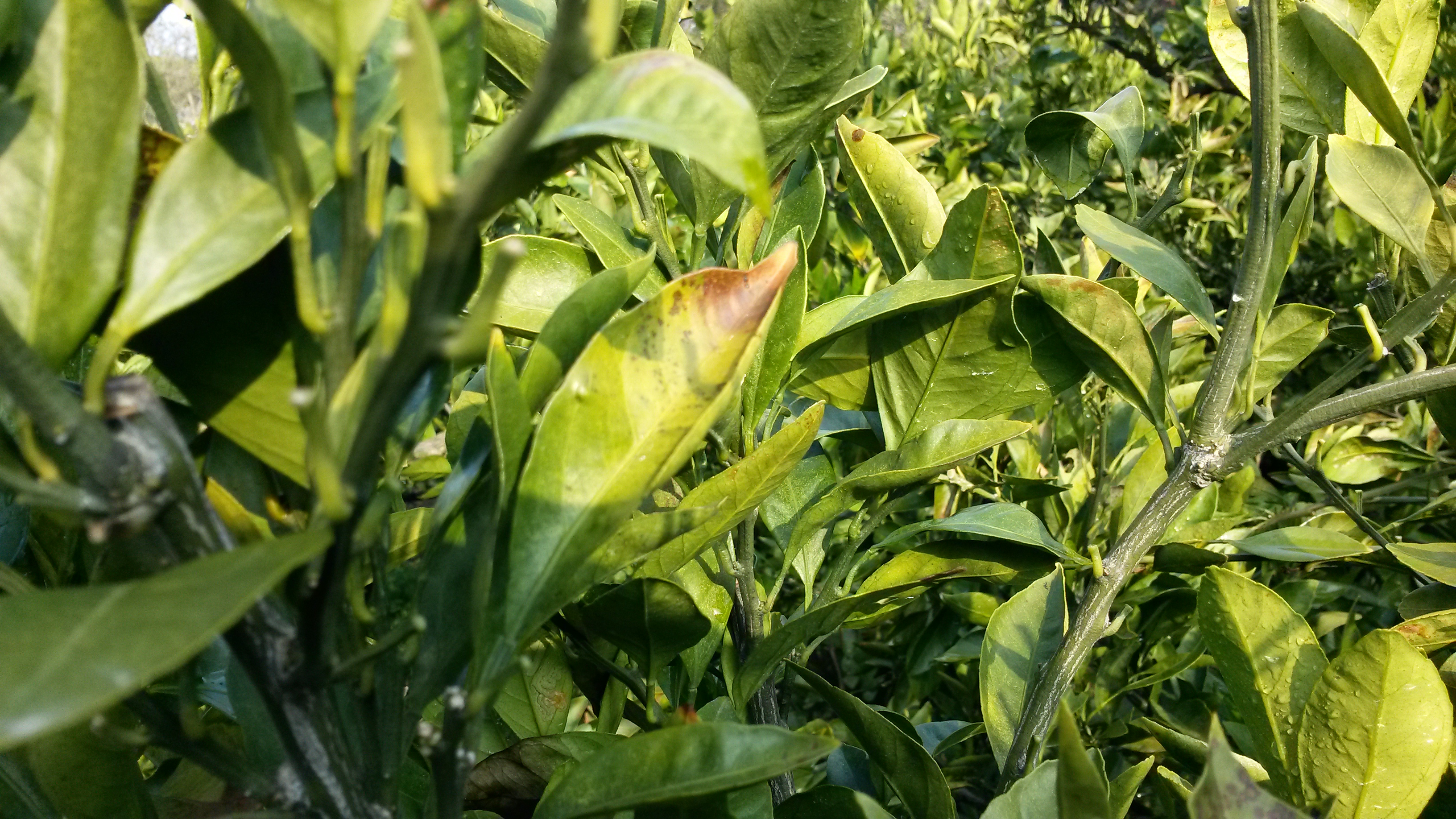 감귤문의드려요~