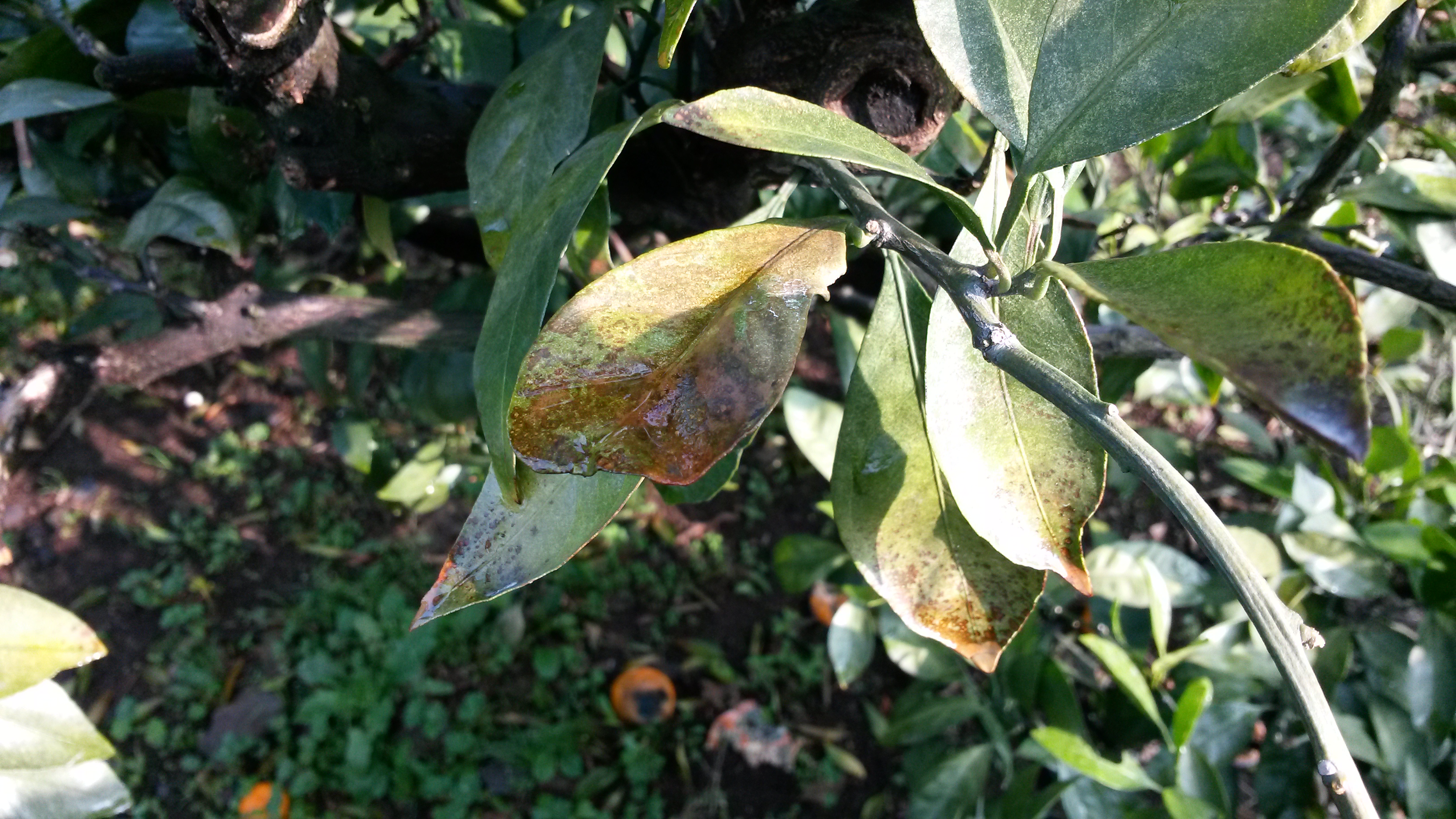 감귤문의드려요~