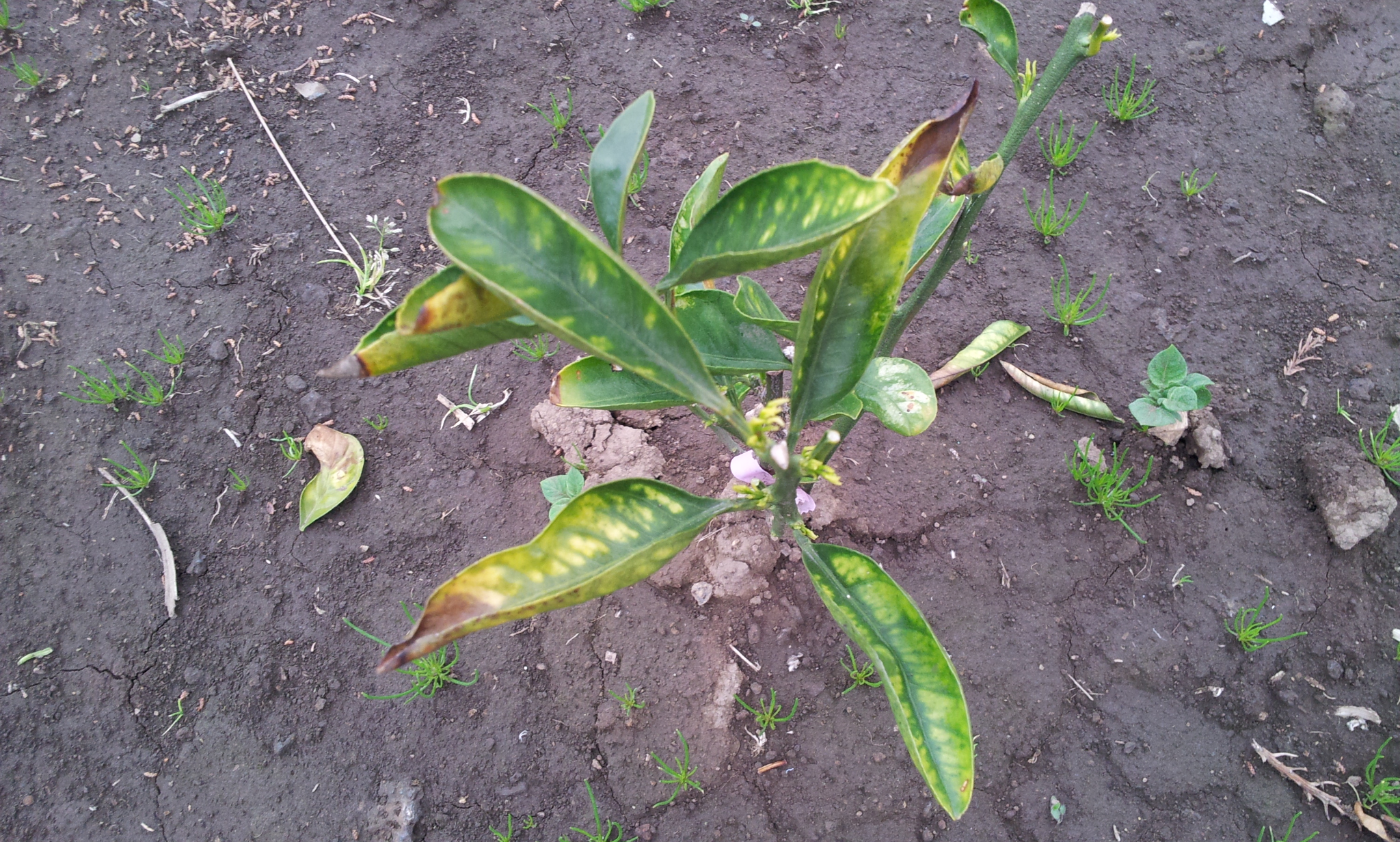 가식 감귤묘목 비료및 퇴비