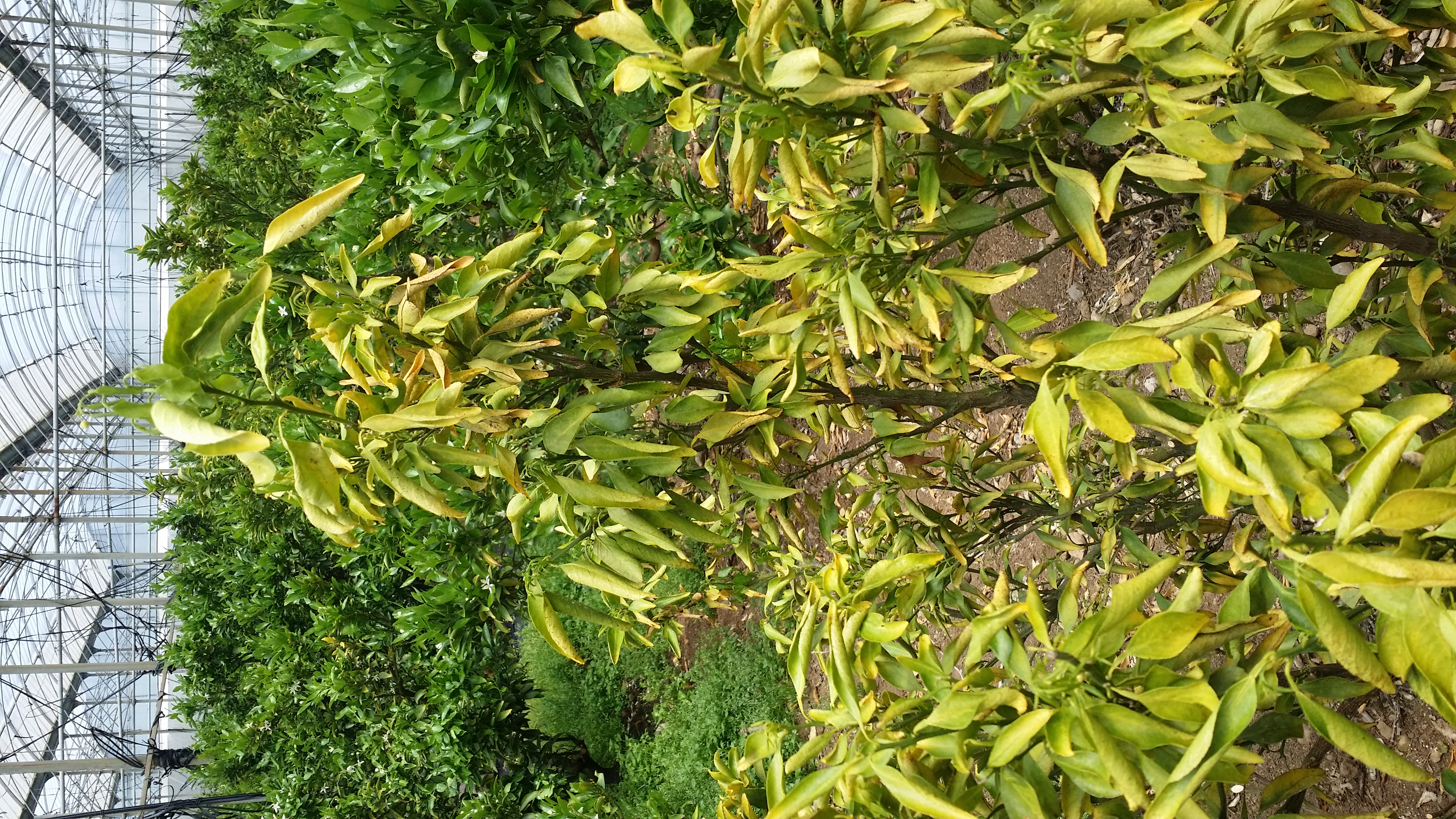 천혜향 하우스 문의