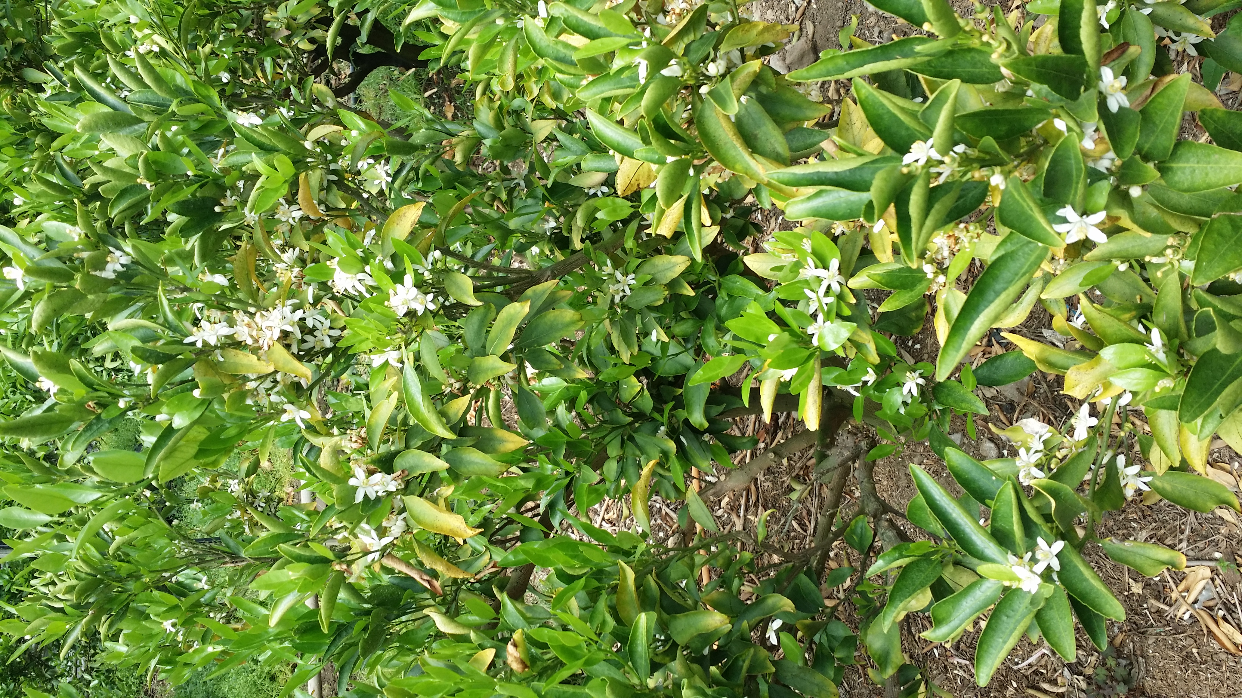 천혜향 하우스 문의