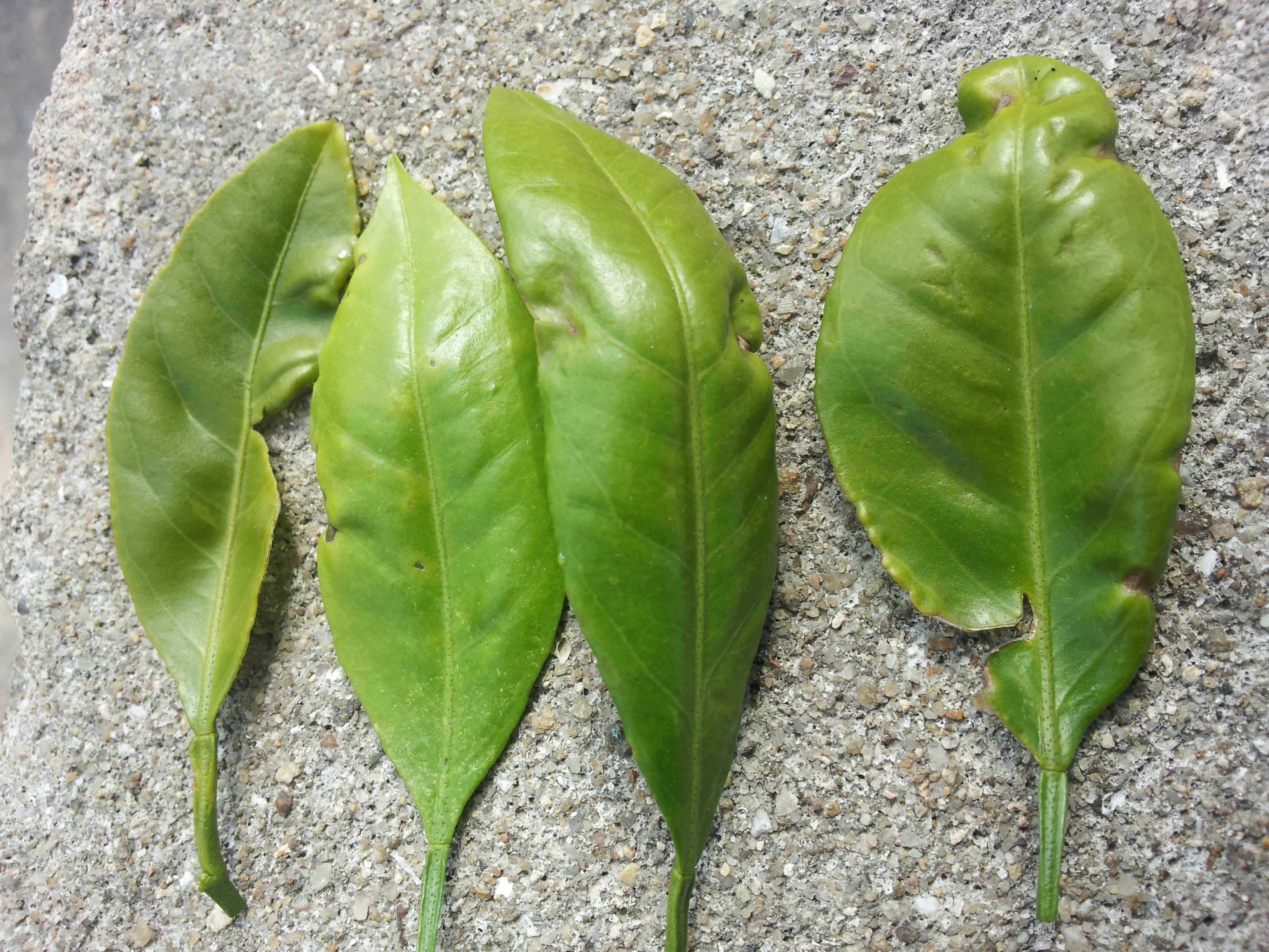 올해 봄순이 왜이런가요...?