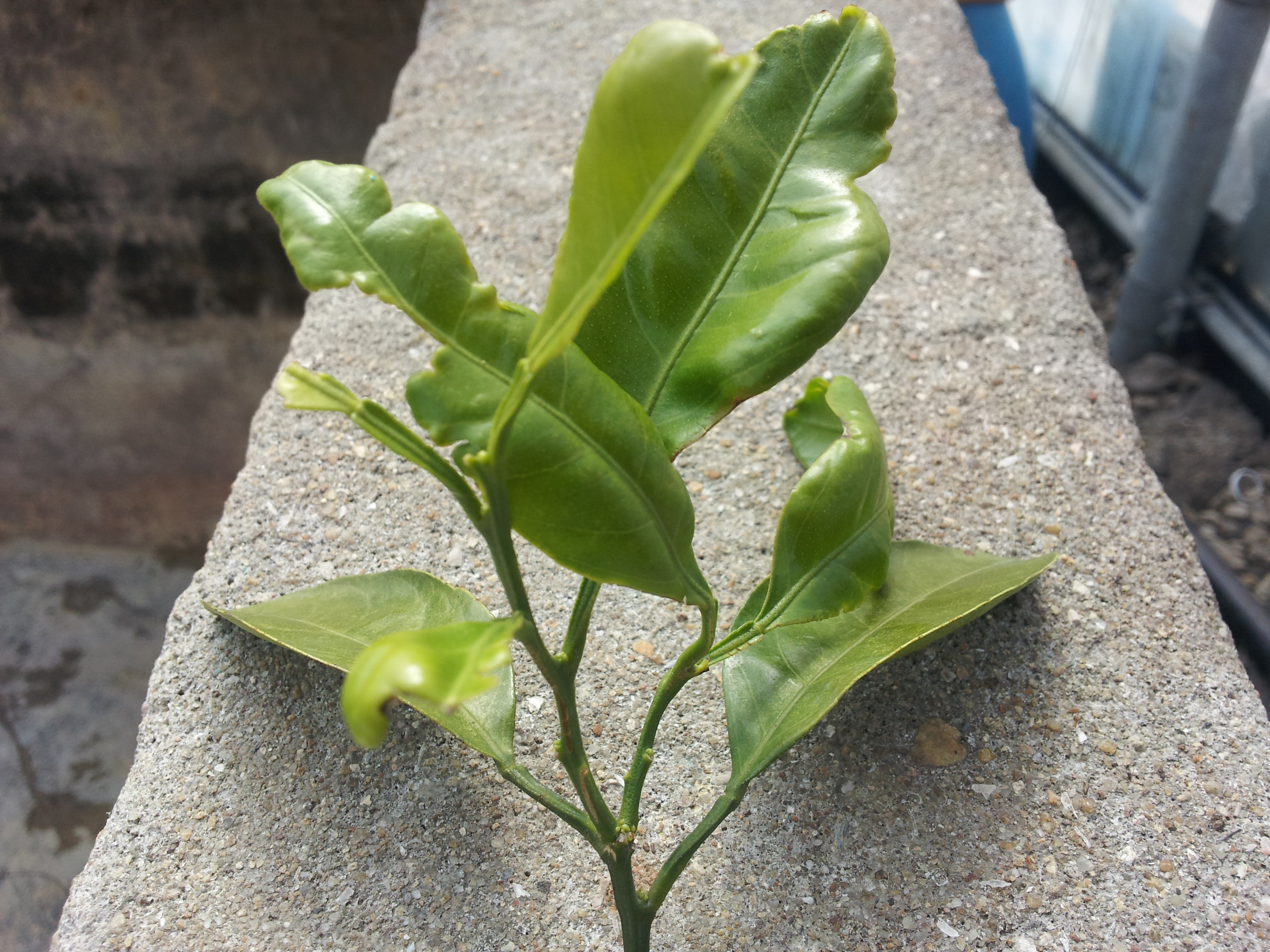 올해 봄순이 왜이런가요...?