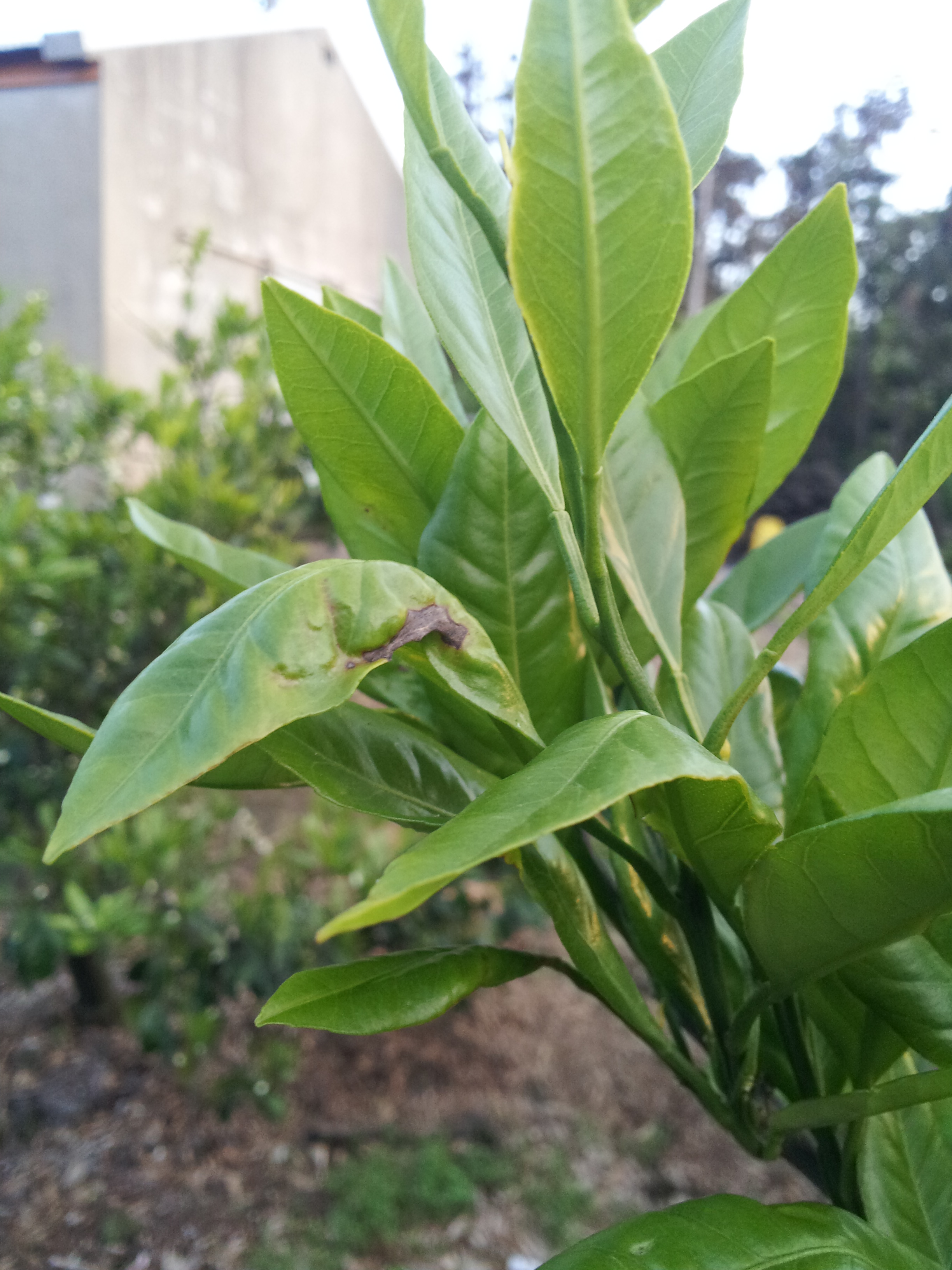 올해 봄순이 왜이런가요...?