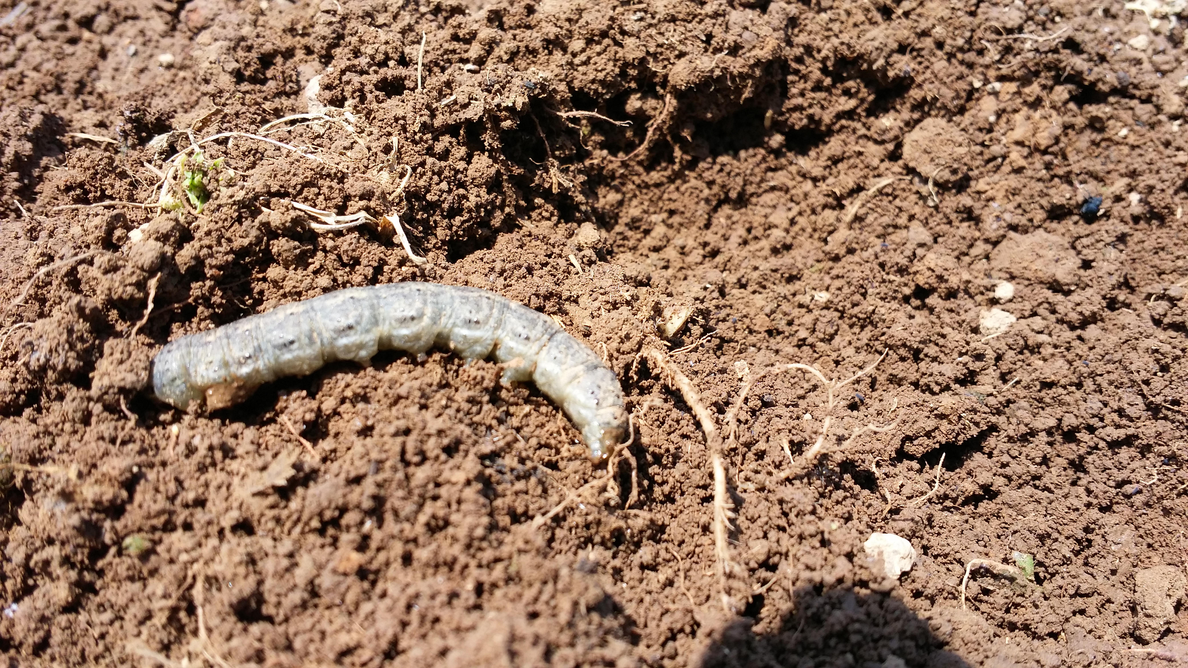 이 애벌레 이름