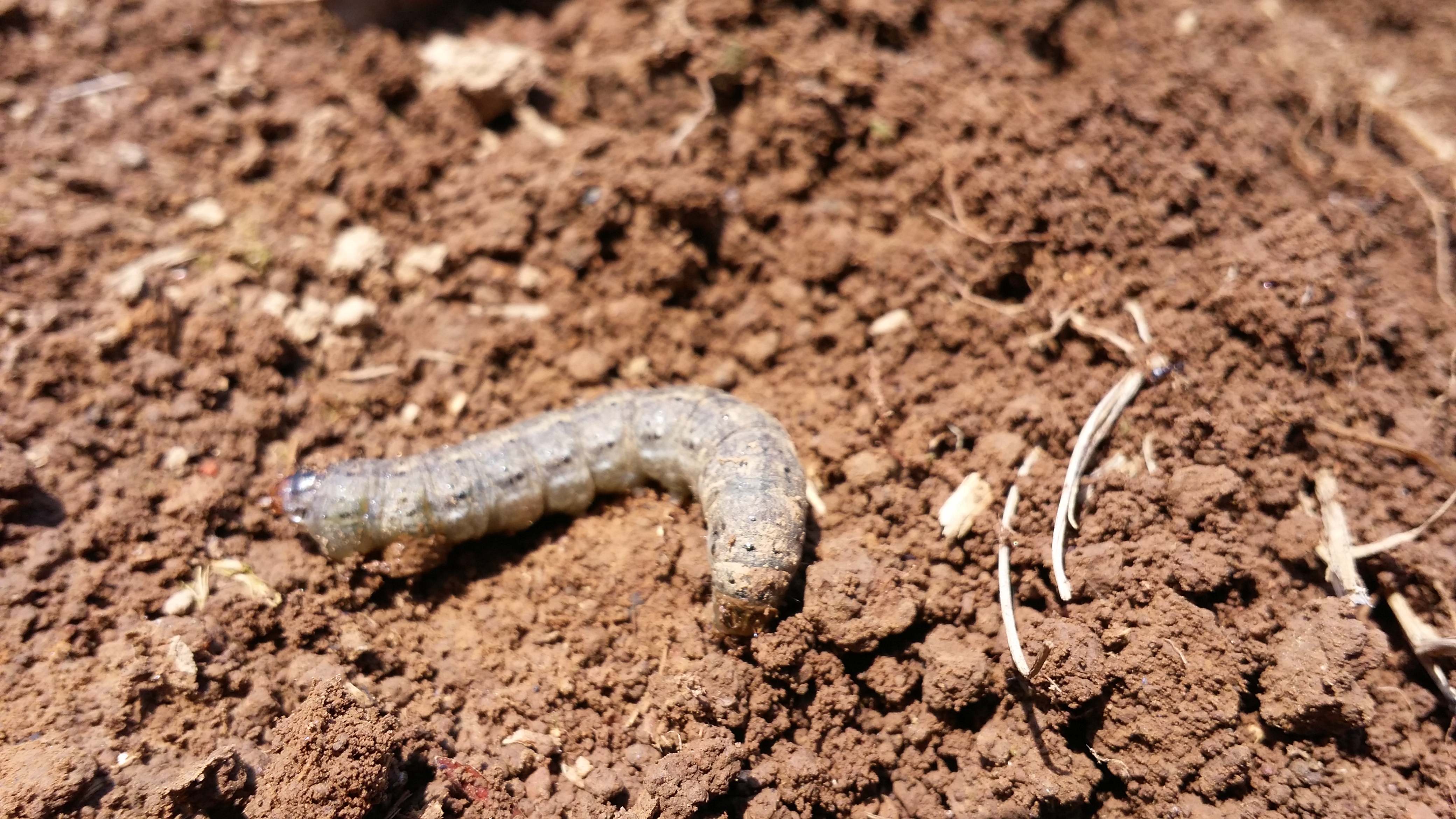 이 애벌레 이름