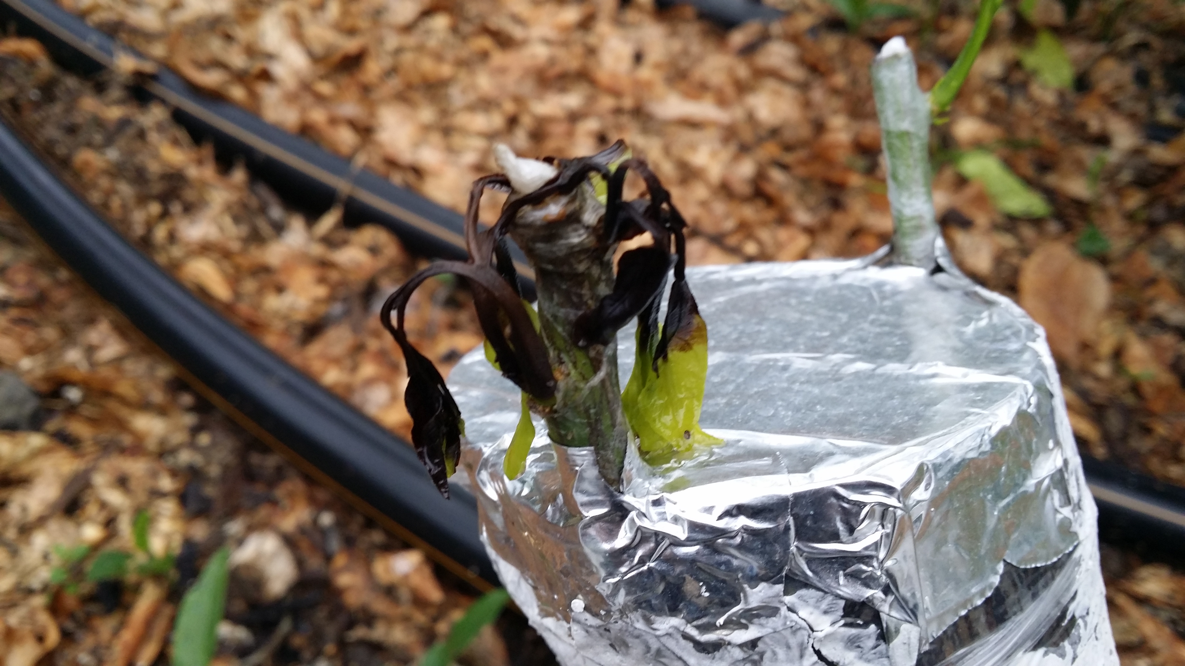 접목의 새순에 이런 현상이 발생했습니다.