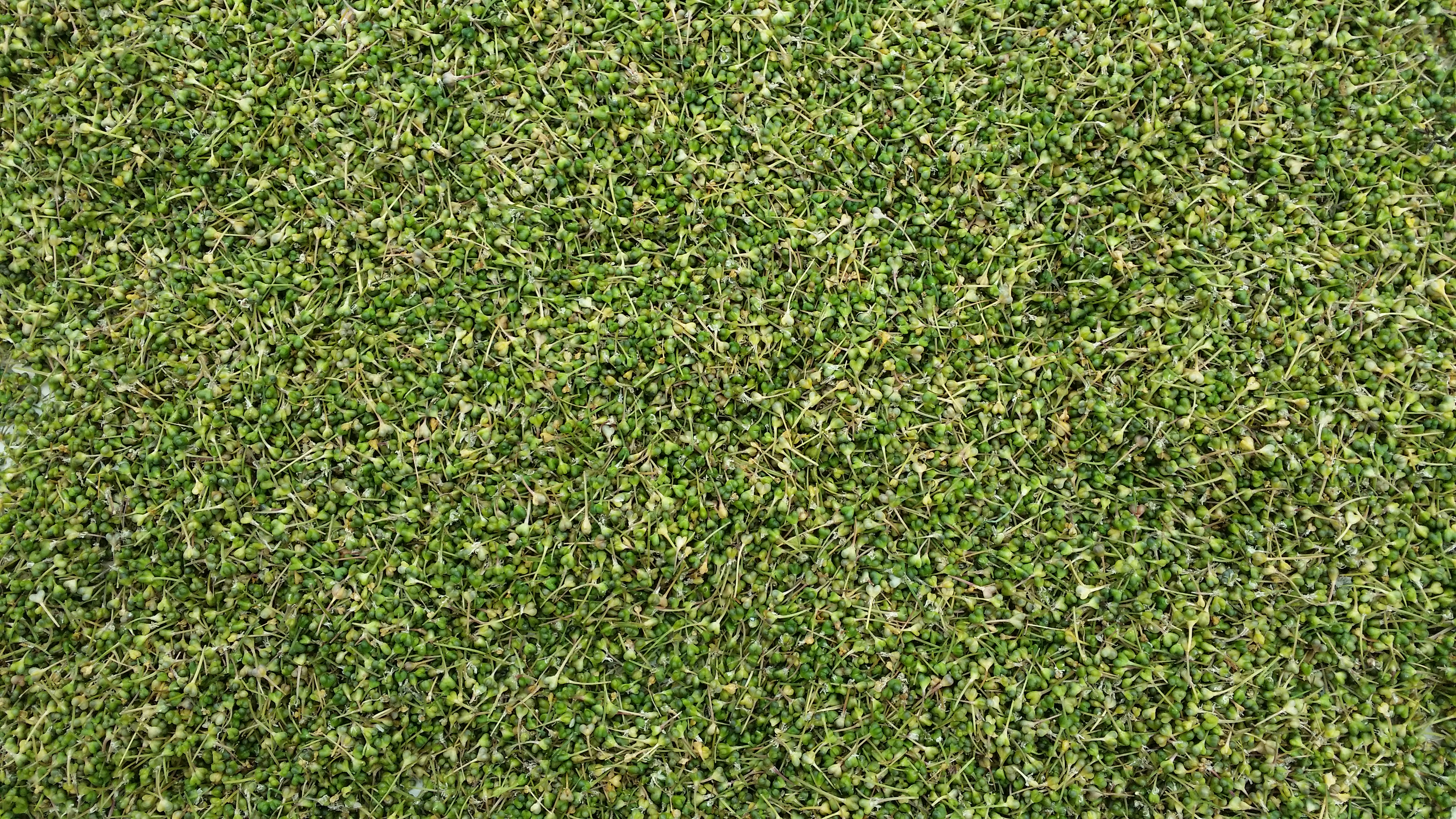 울릉도 산마늘 종근  관심있으신분