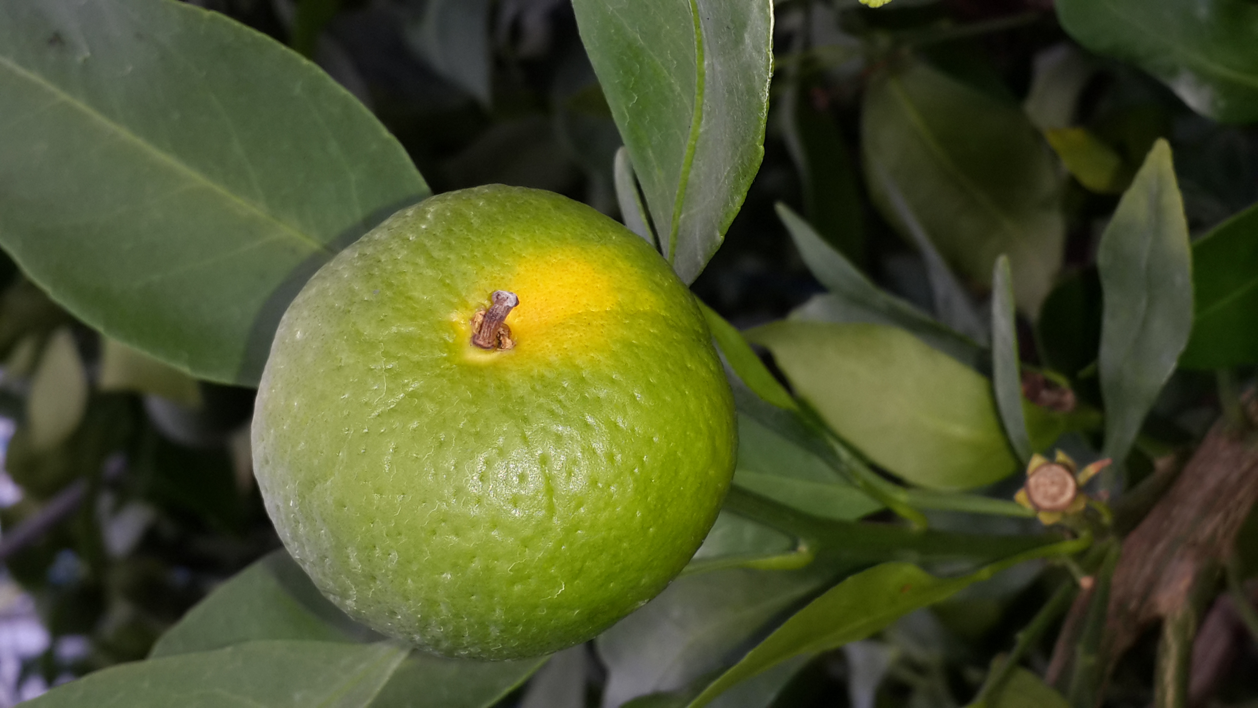 레드향 재배 문의