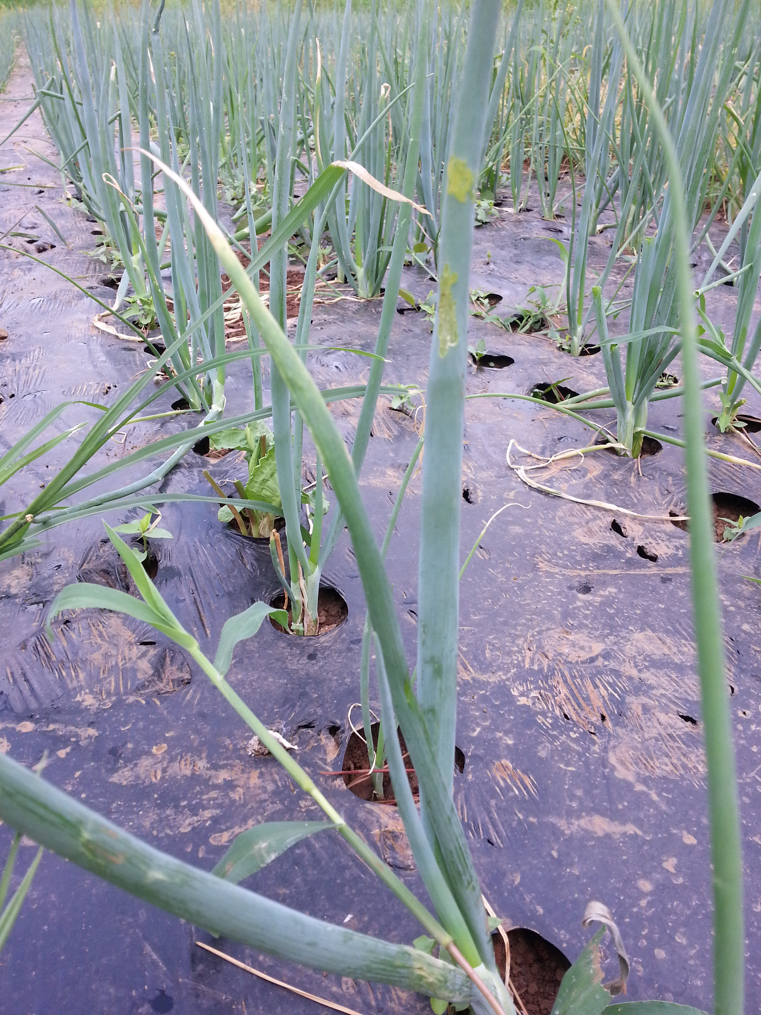 대파 병충해 문의입니다