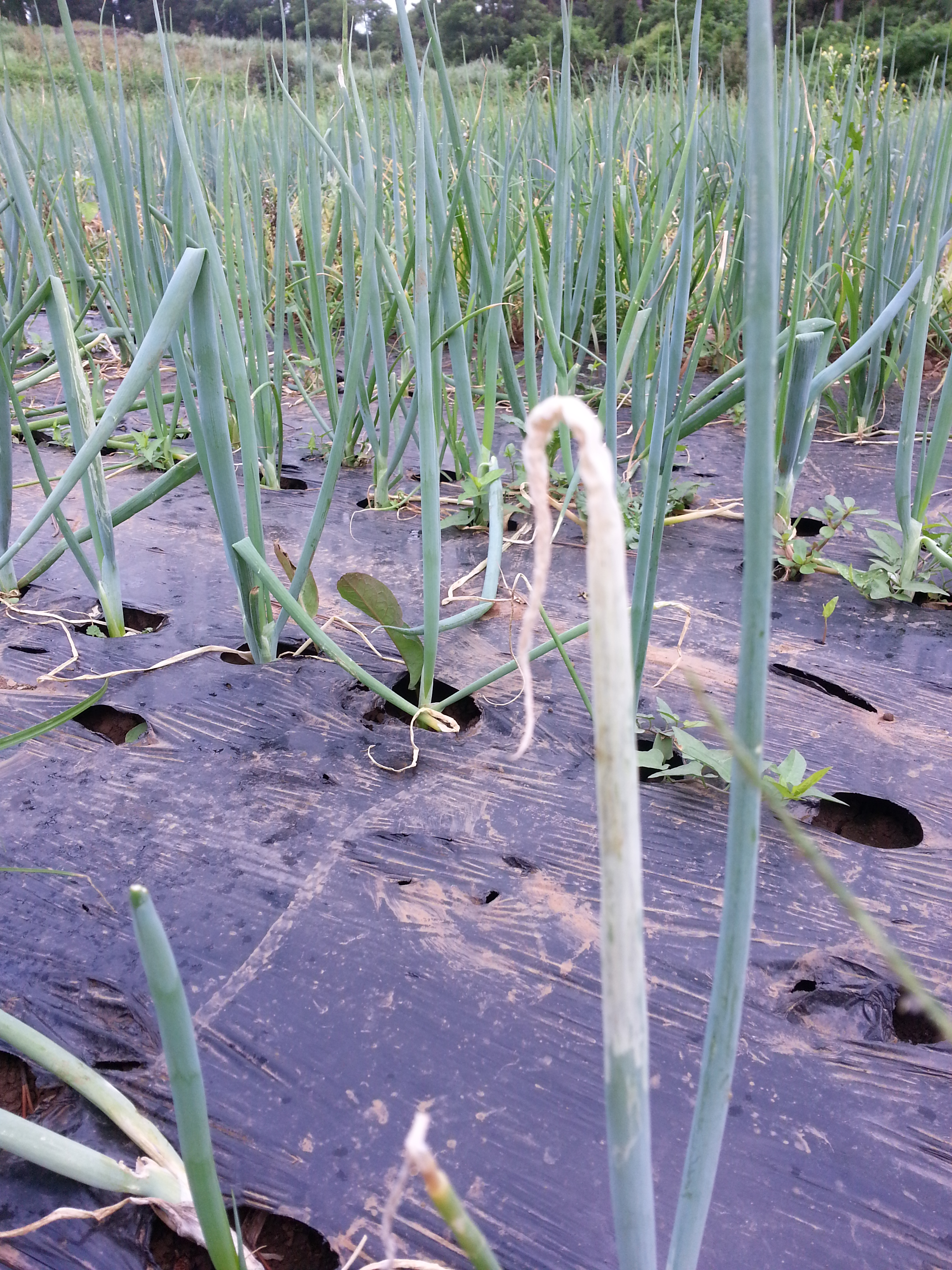 대파 병충해 문의입니다