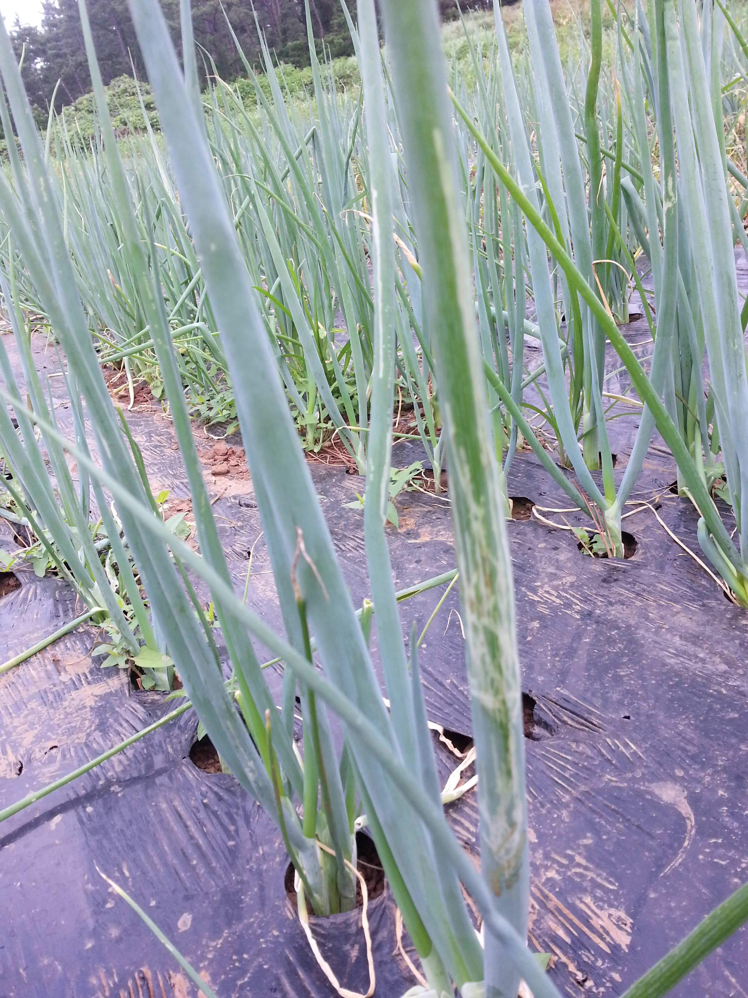 대파 병충해 문의입니다