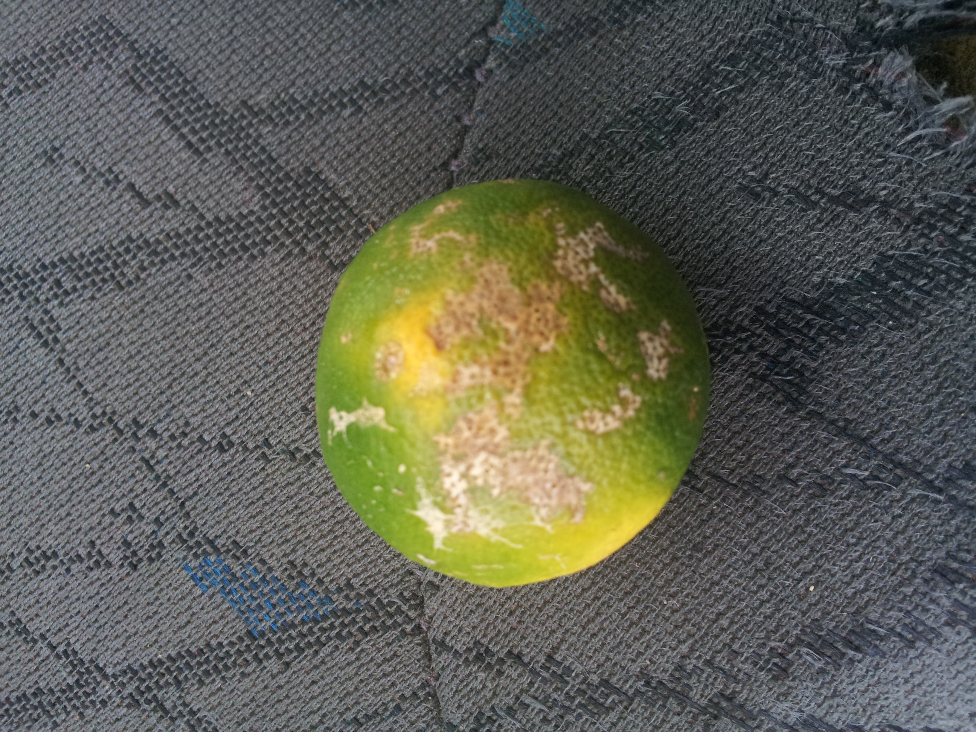 감귤을 파먹은 것인지...?