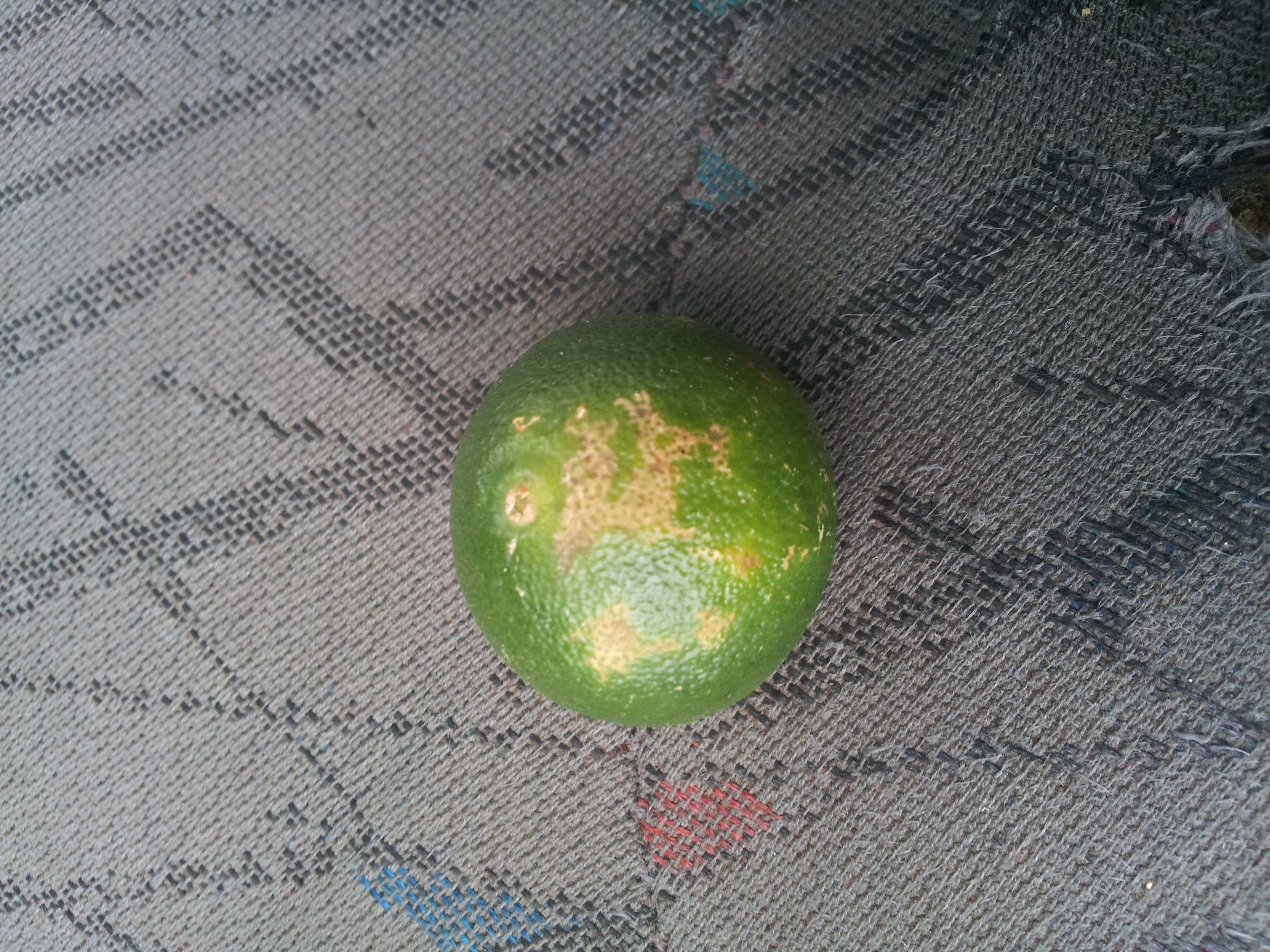 감귤을 파먹은 것인지...?