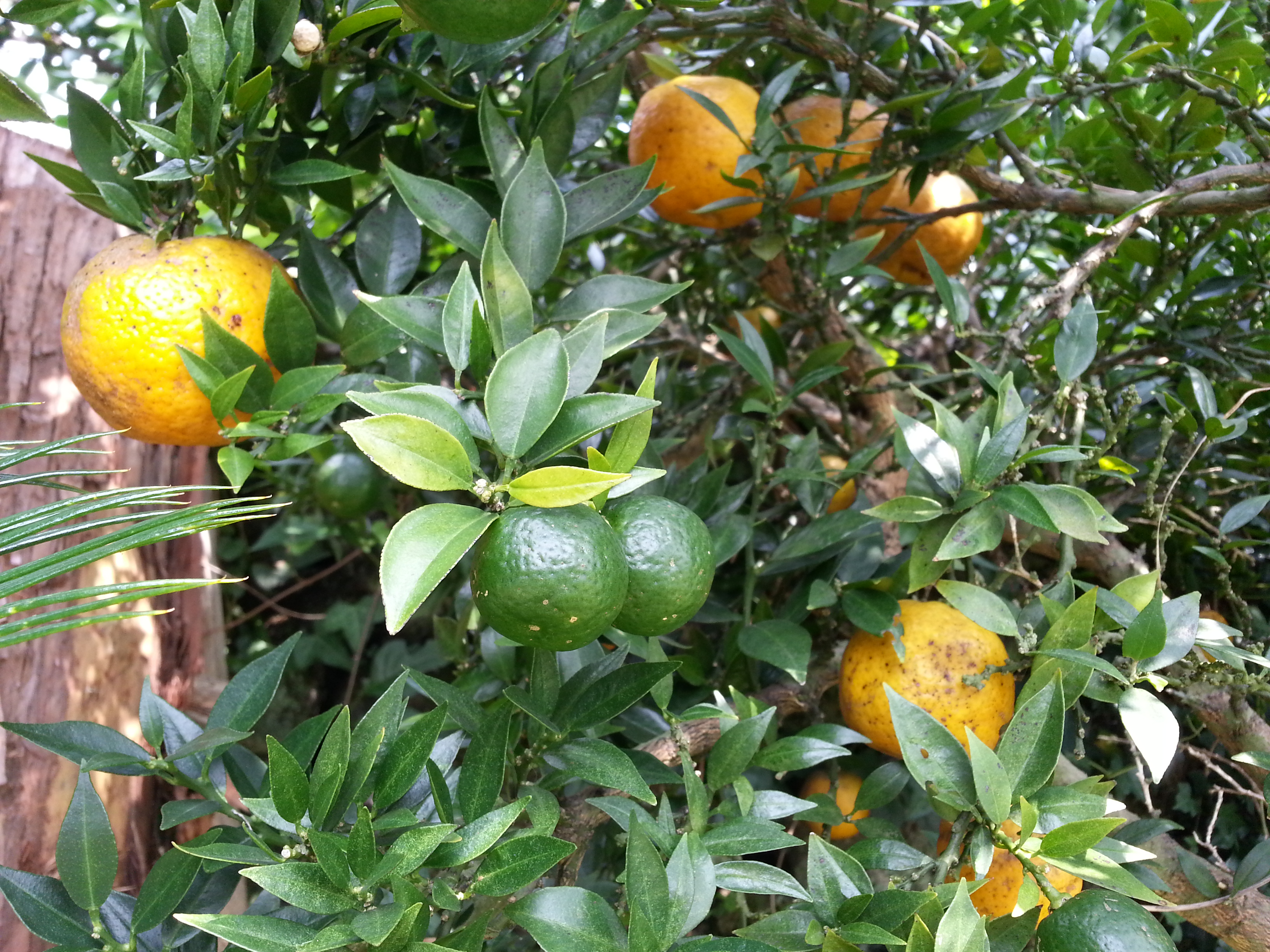 저희집 마당에 있는 귤나무인데 무슨귤인가요?