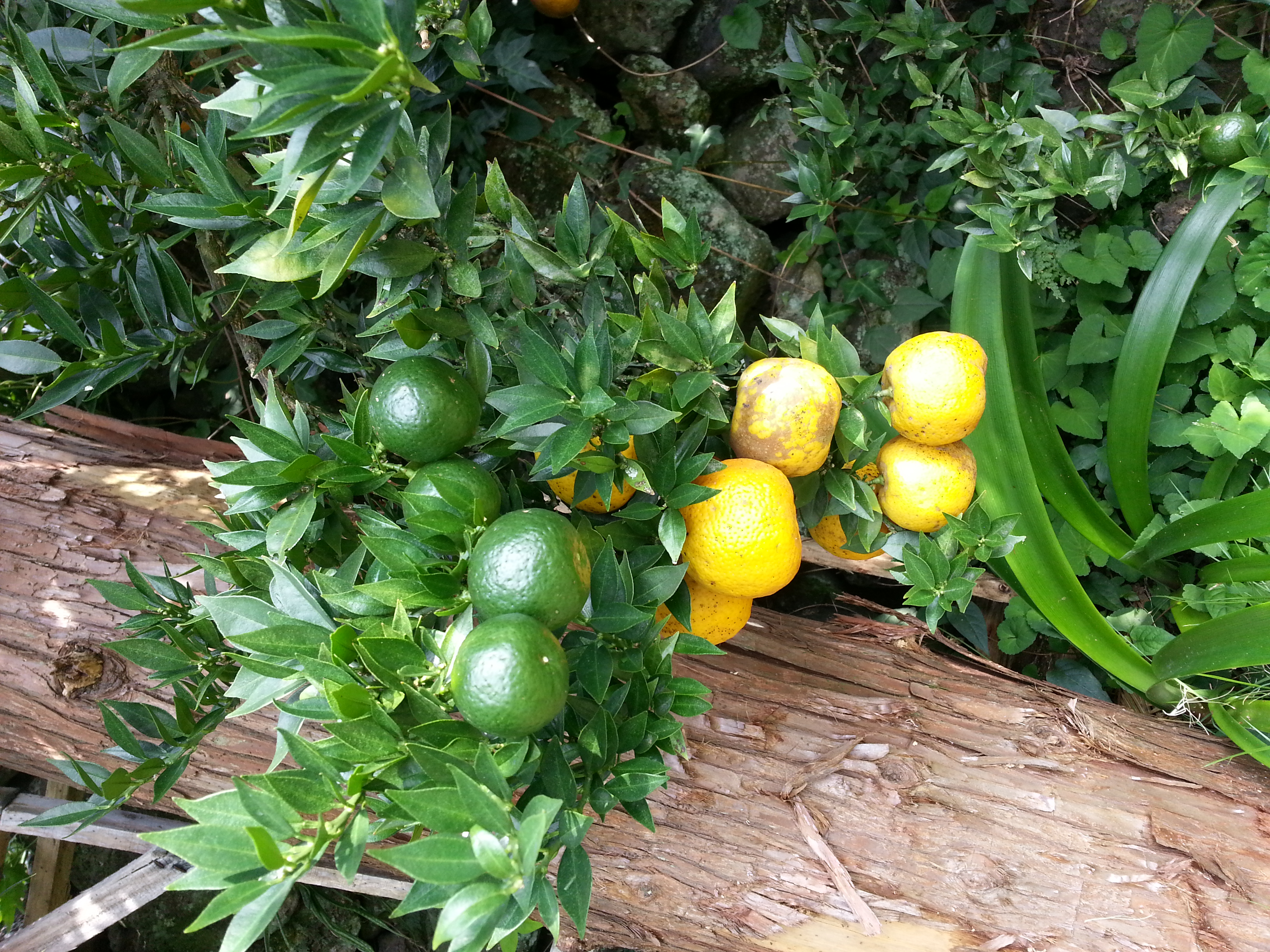 저희집 마당에 있는 귤나무인데 무슨귤인가요?