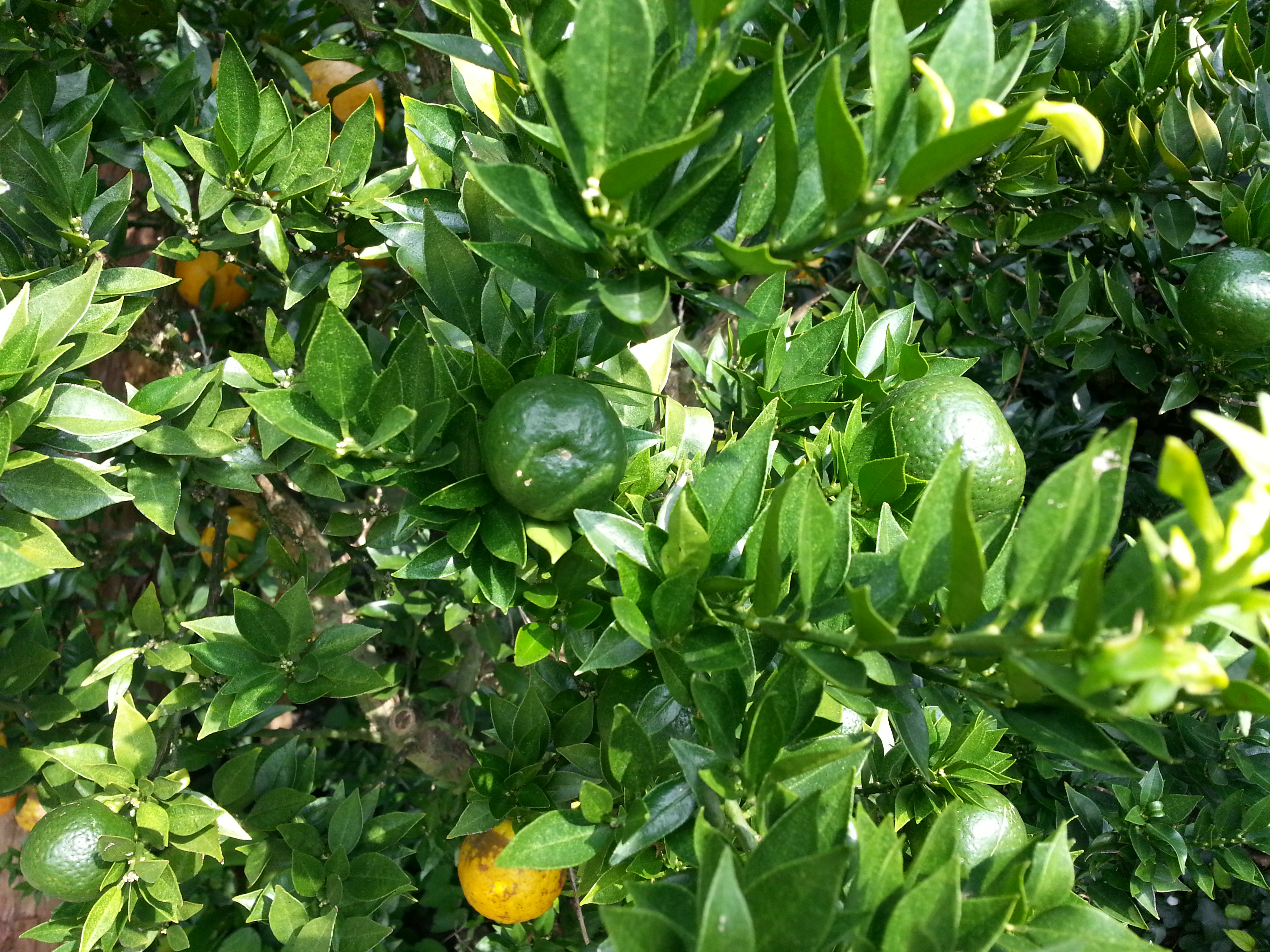 저희집 마당에 있는 귤나무인데 무슨귤인가요?