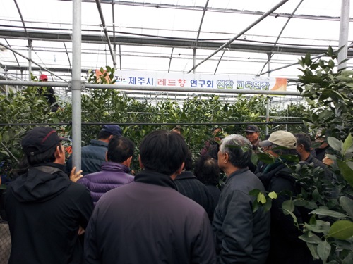 제주시 레드향 연구회 전정교육(2014.02.25)