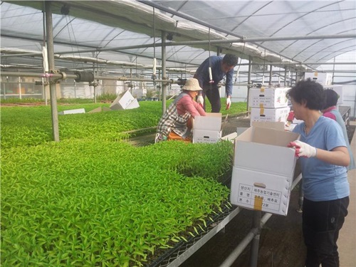 도서지역(추자도) 채소묘 공급