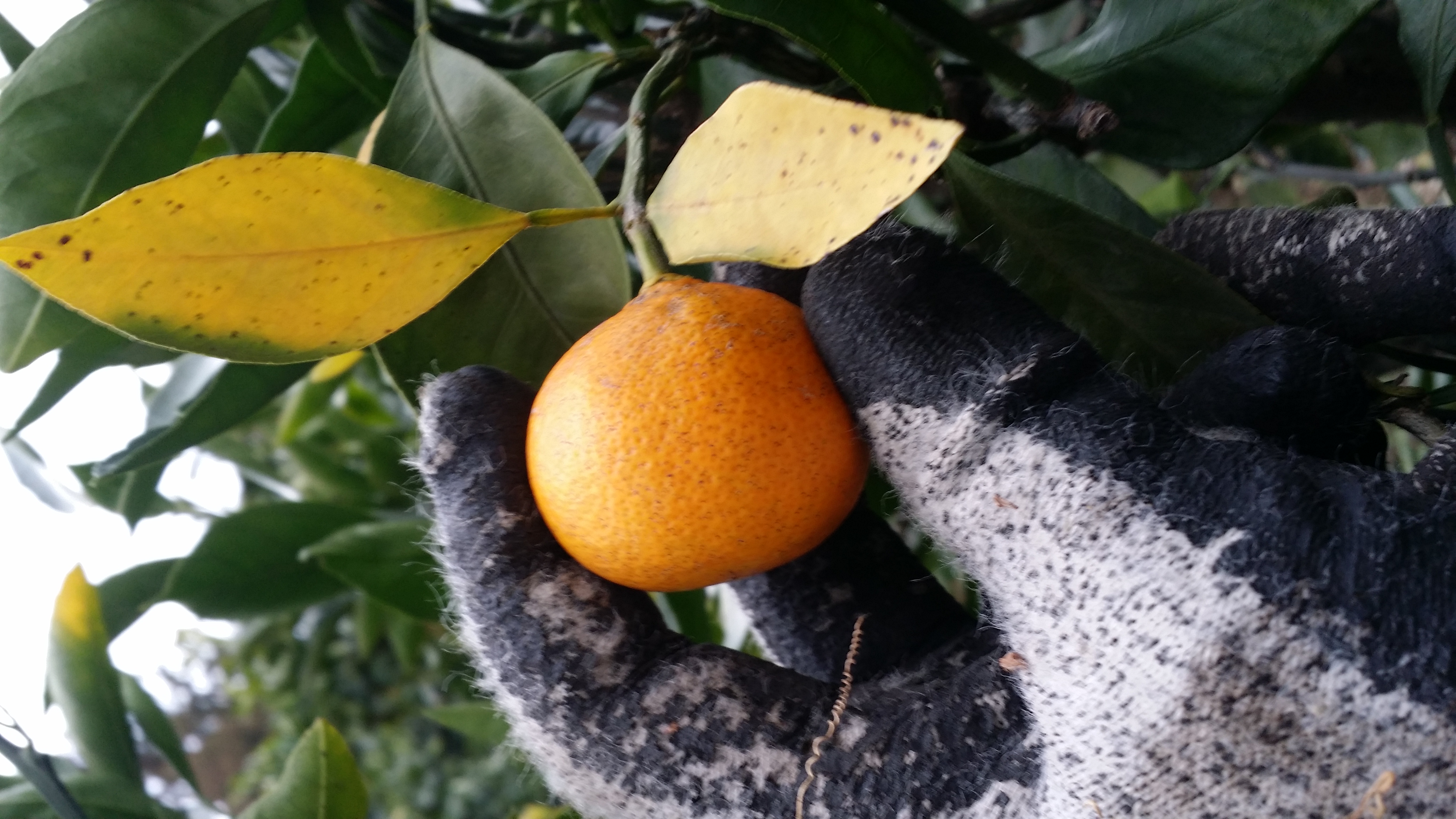 감귤나무잎 병충해 문의