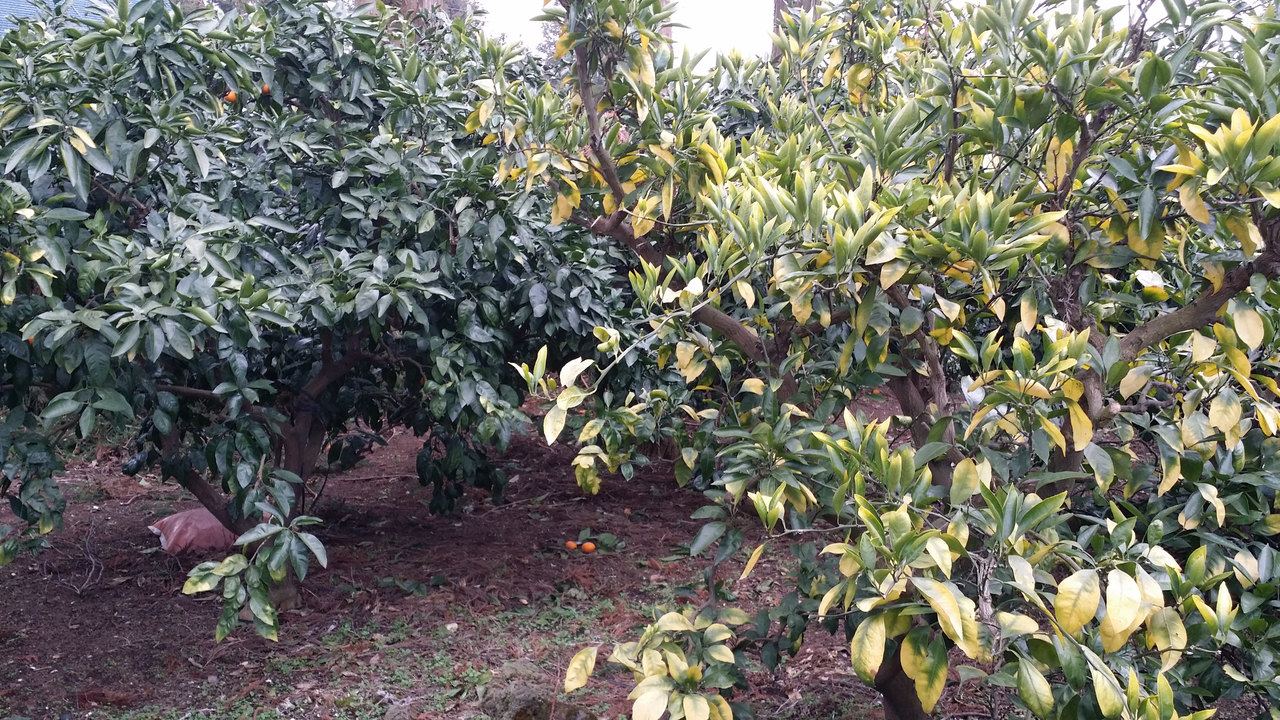 감귤나무잎 병충해 문의