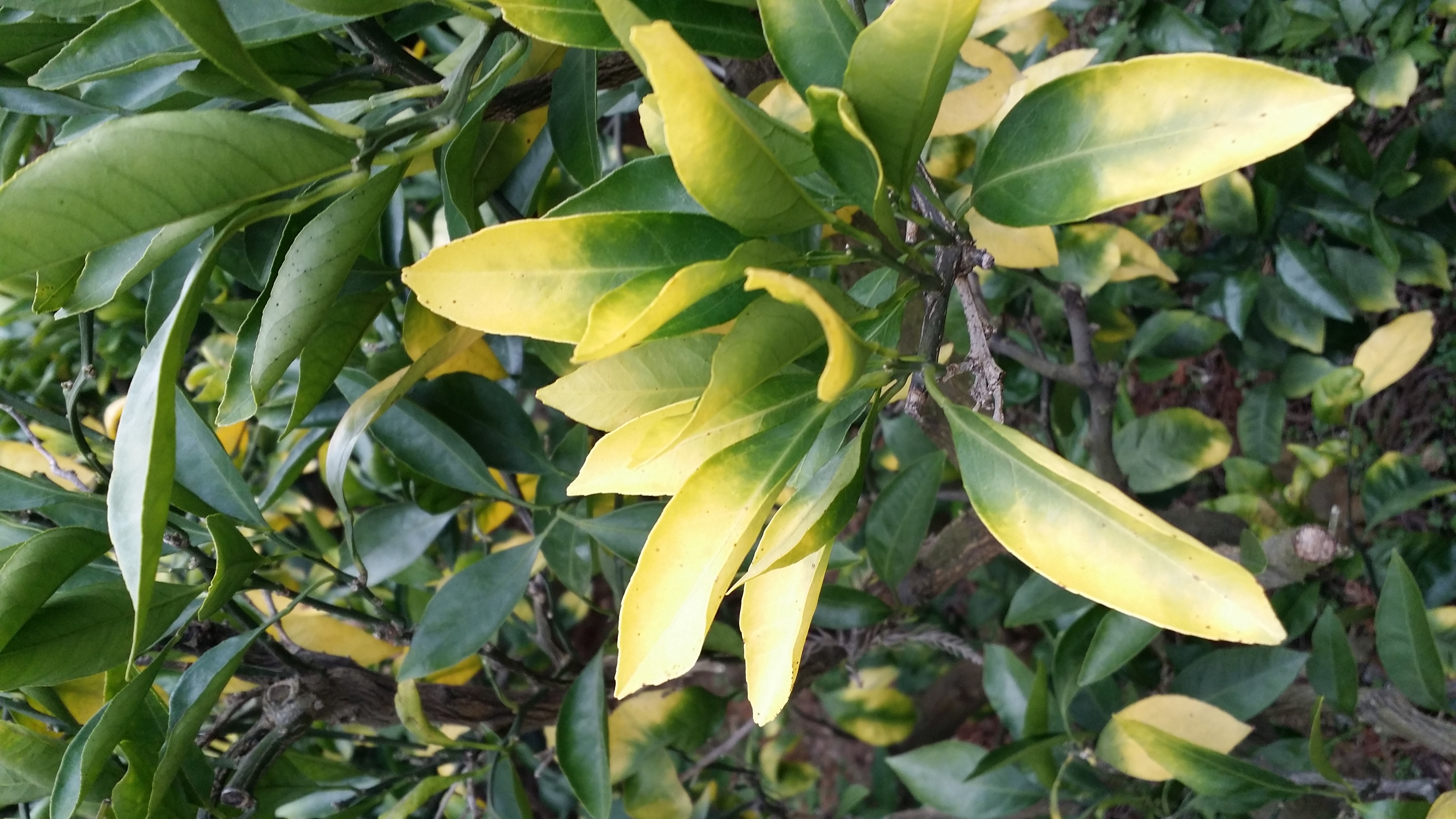 감귤나무잎 병충해 문의