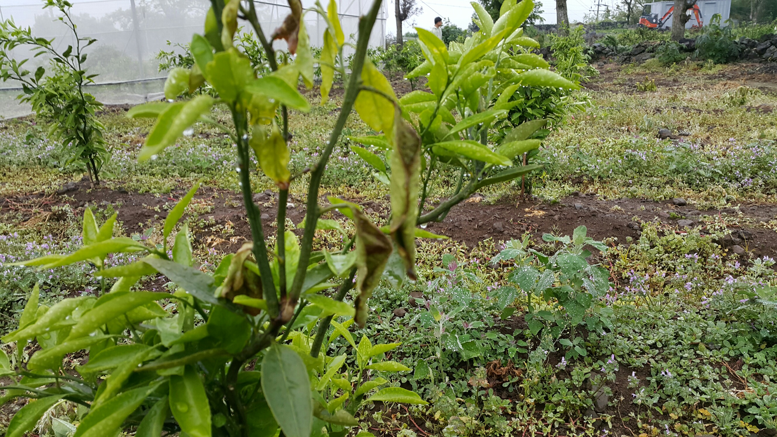 감귤 병해충 문의