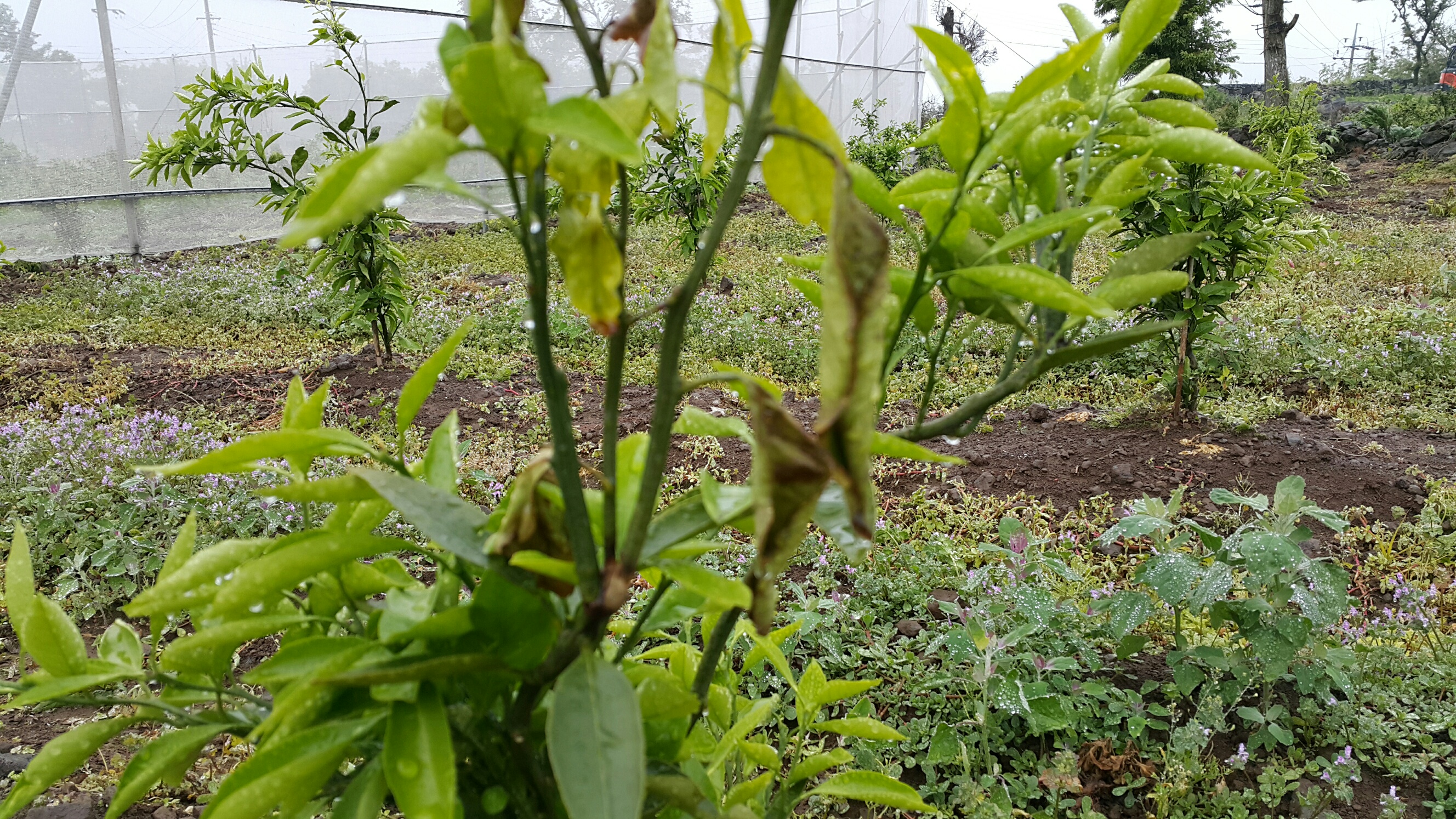 감귤 병해충 문의