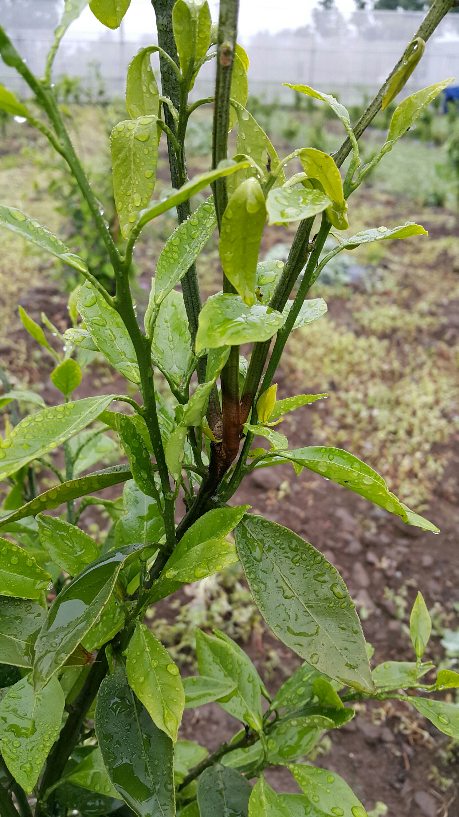 감귤 병해충 문의