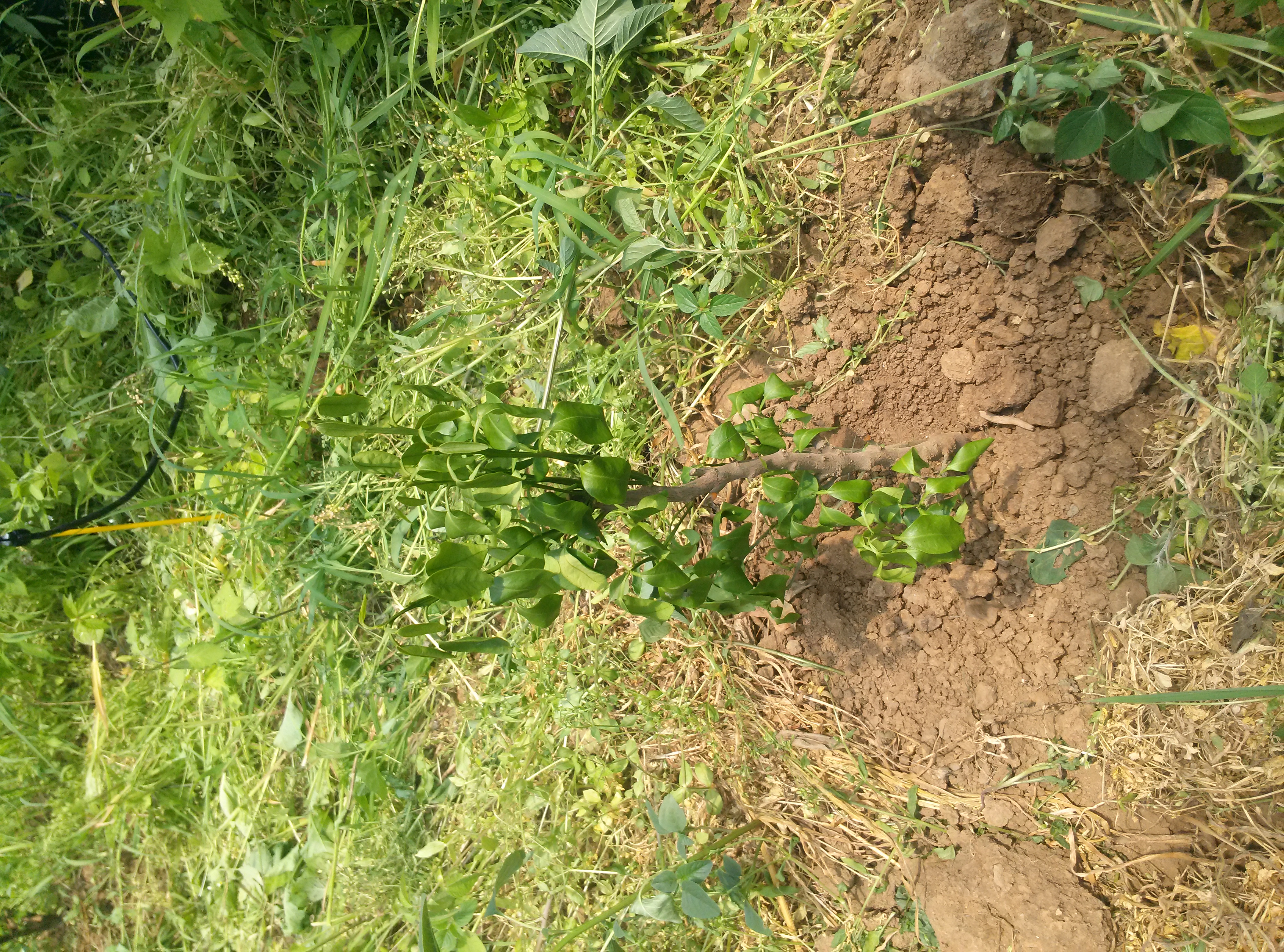 천혜향 유목의 잎마름현상 문의