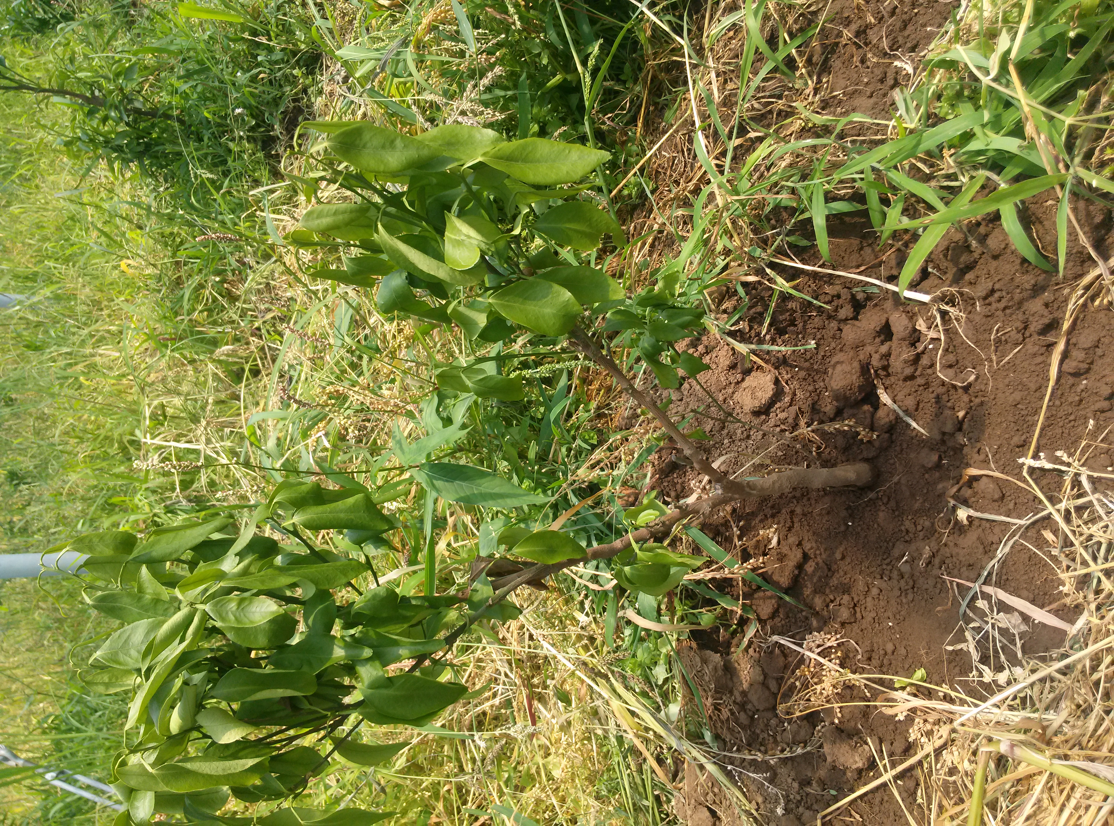 천혜향 유목의 잎마름현상 문의