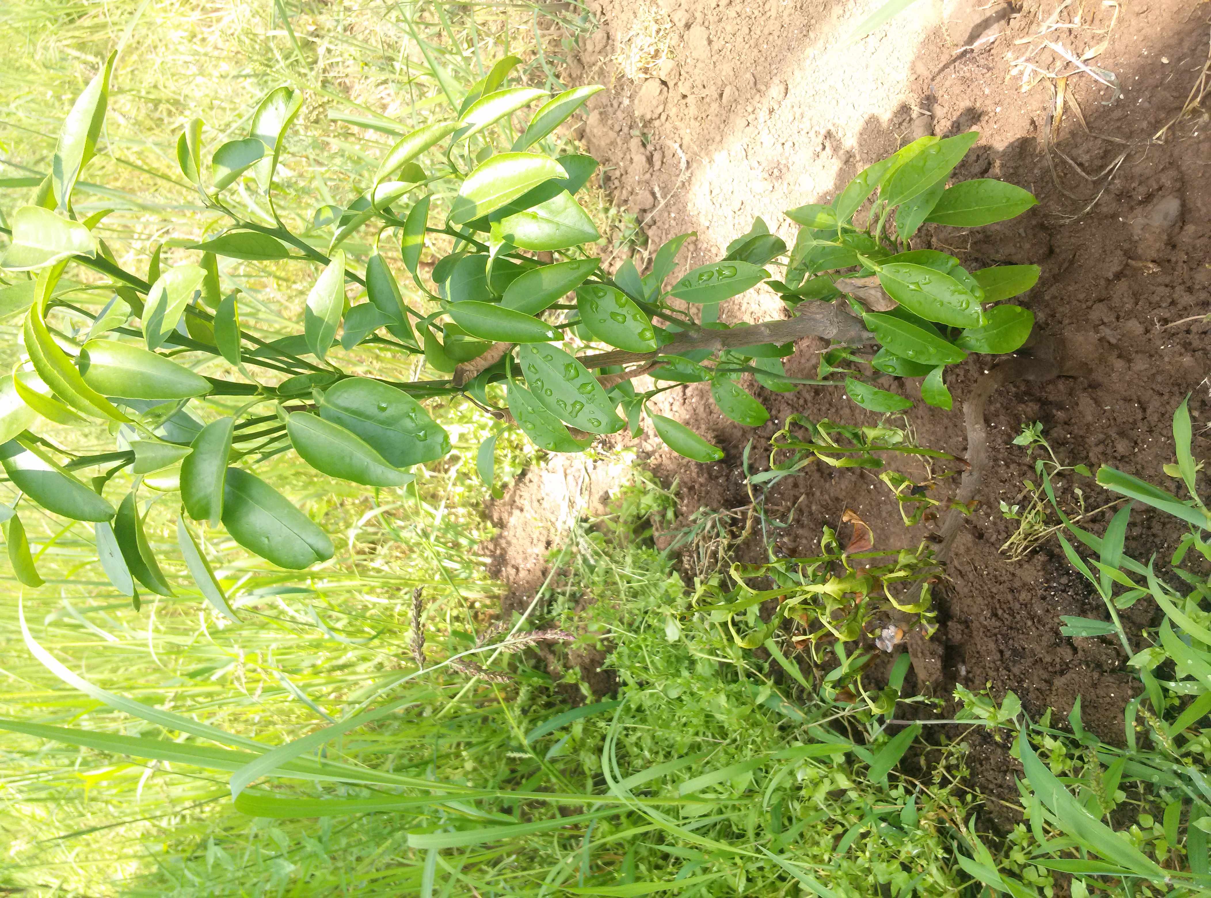 천혜향 유목의 잎마름현상 문의
