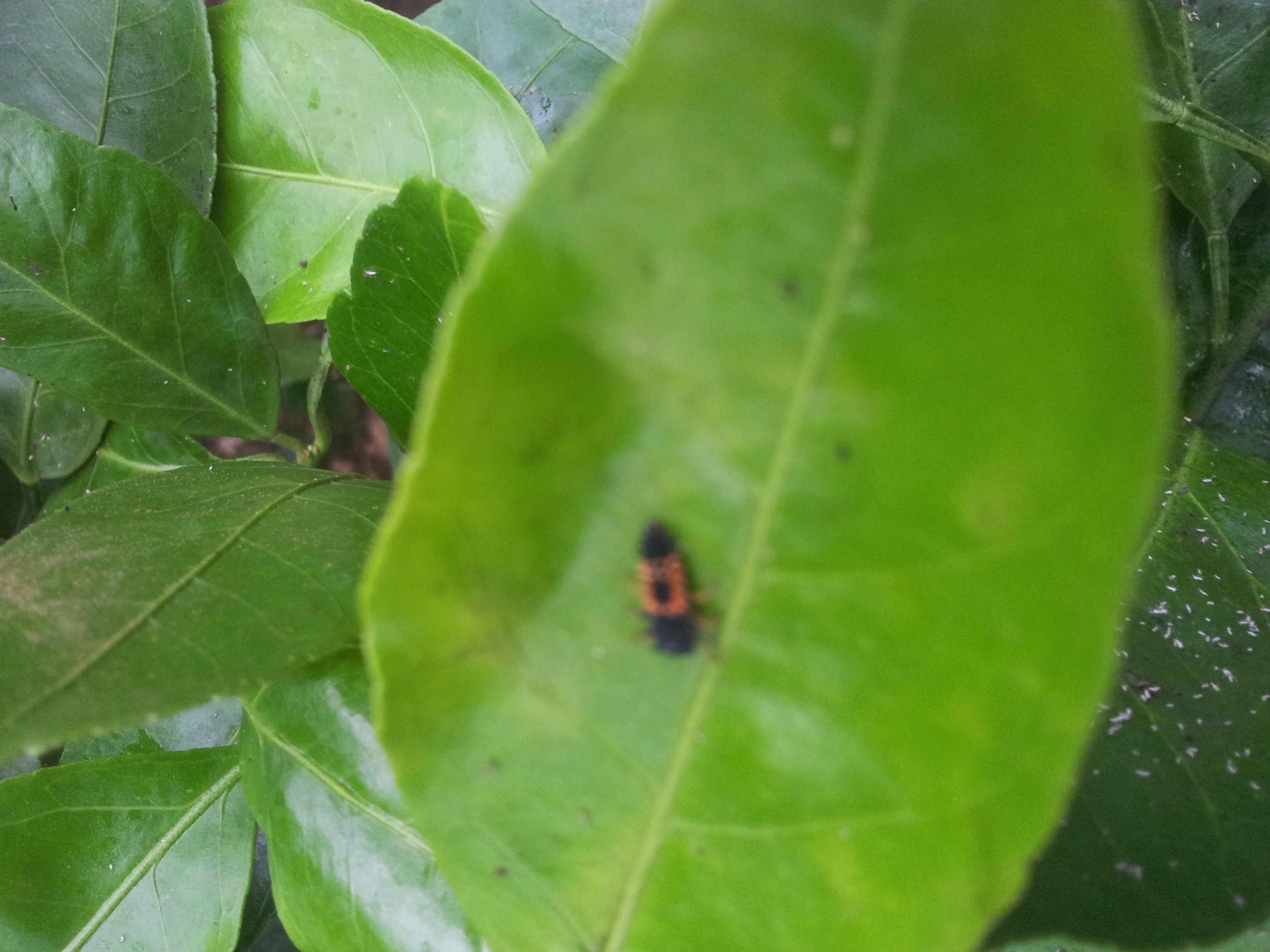 벌레명 및 방제방법 문의