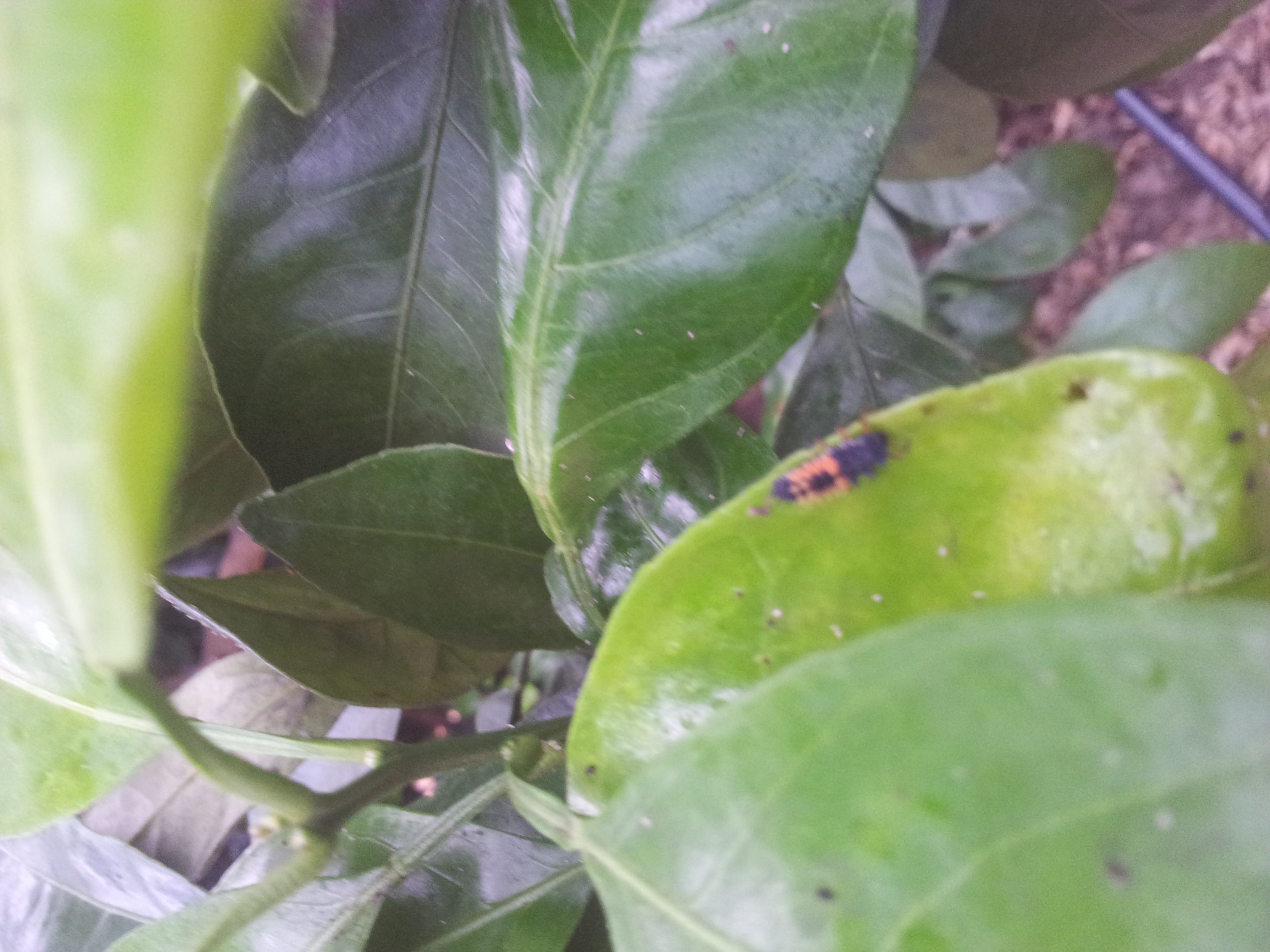 벌레명 및 방제방법 문의