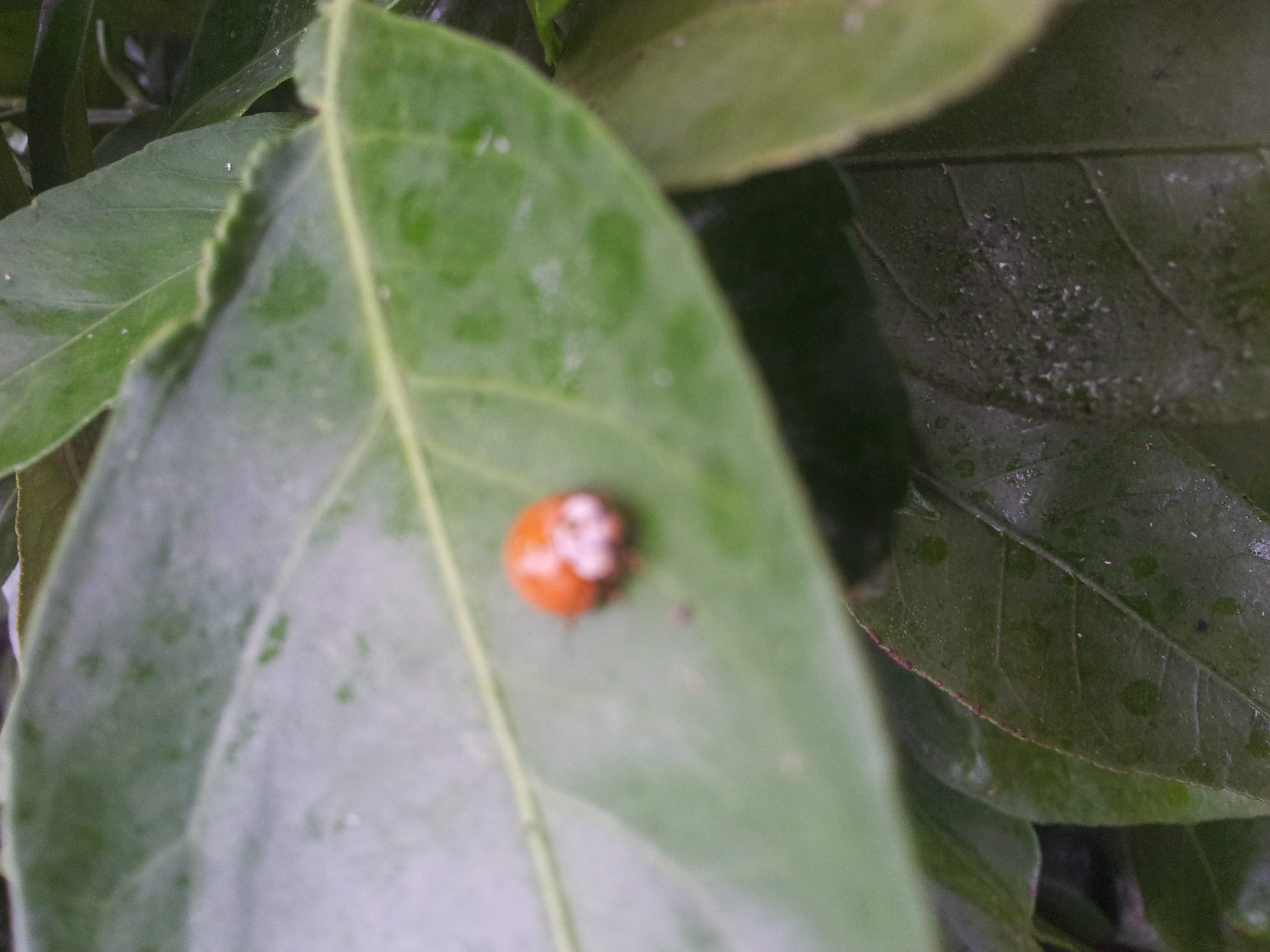 벌레명 및 방제방법 문의