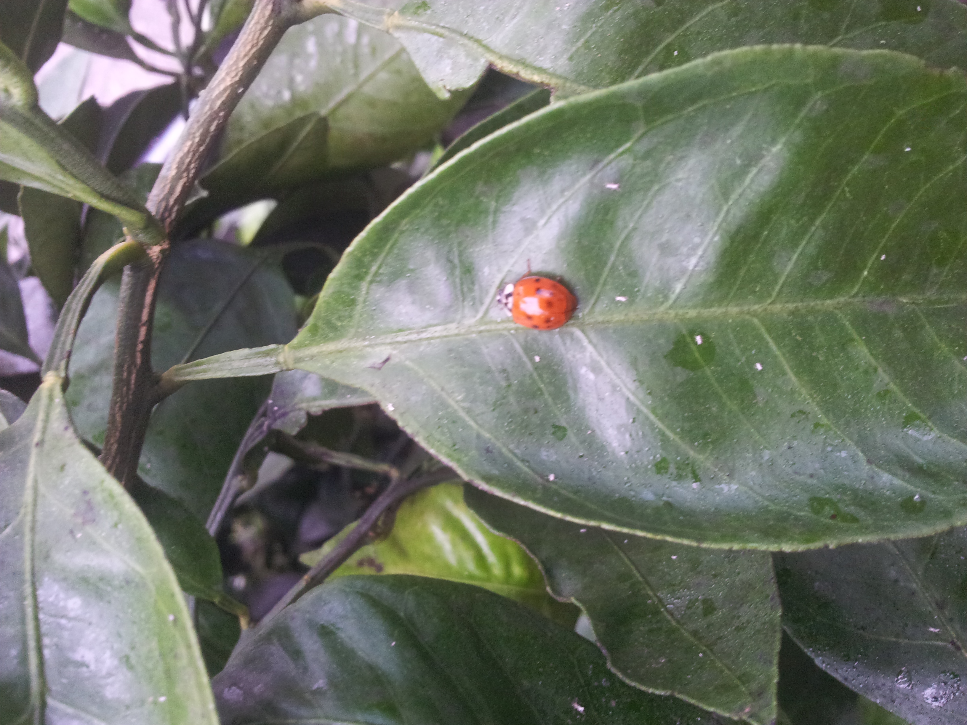 벌레명 및 방제방법 문의