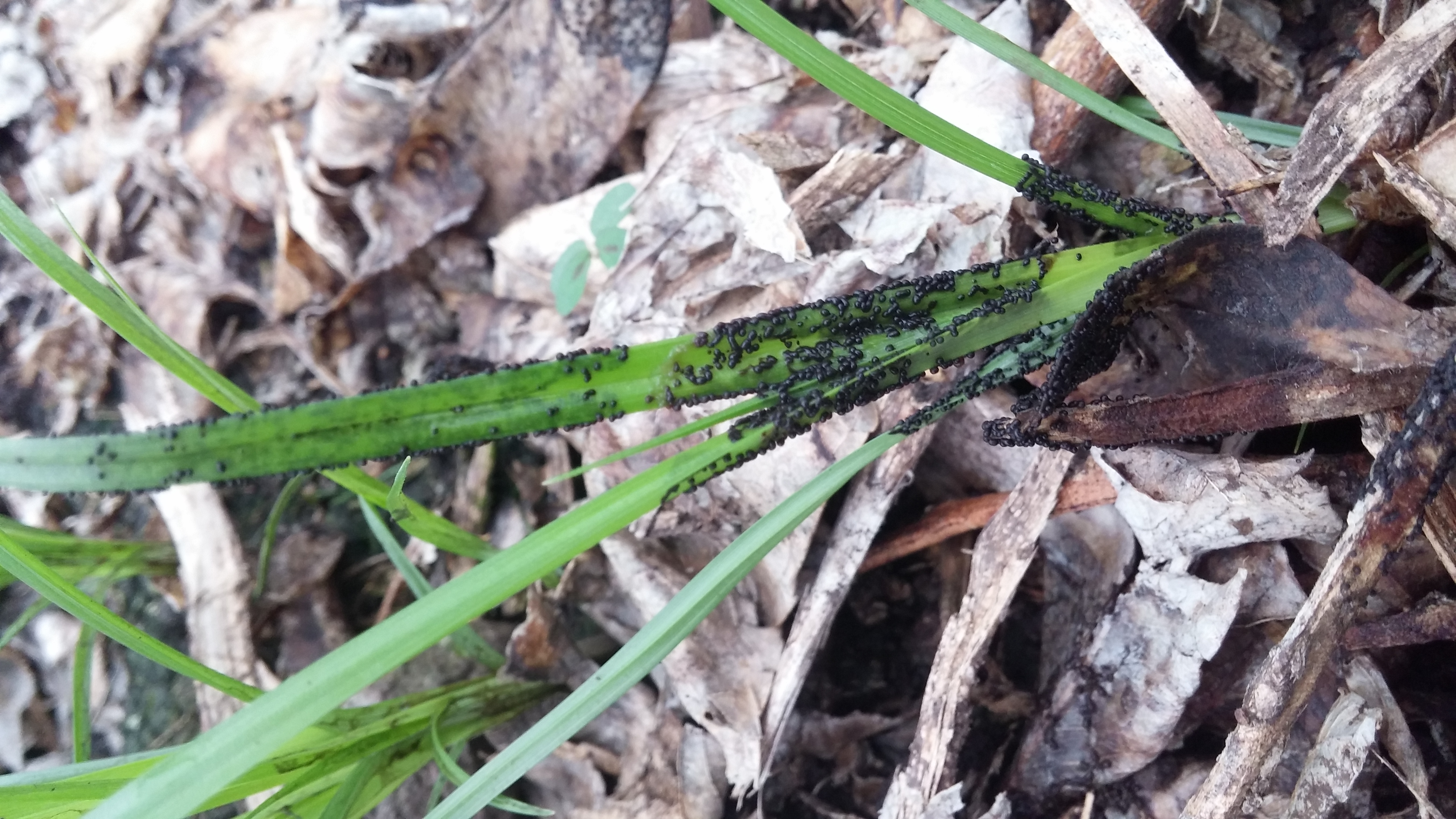 레드향 고접하우스에.. 검은흙???