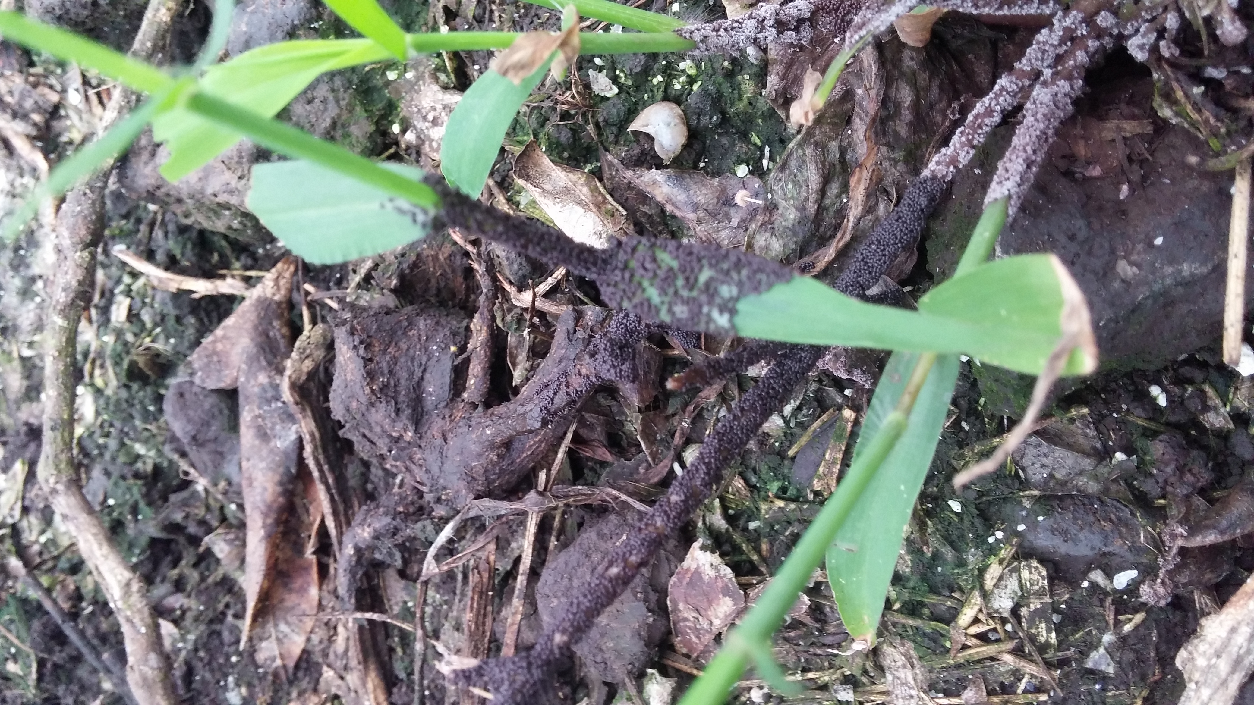 레드향 고접하우스에.. 검은흙???