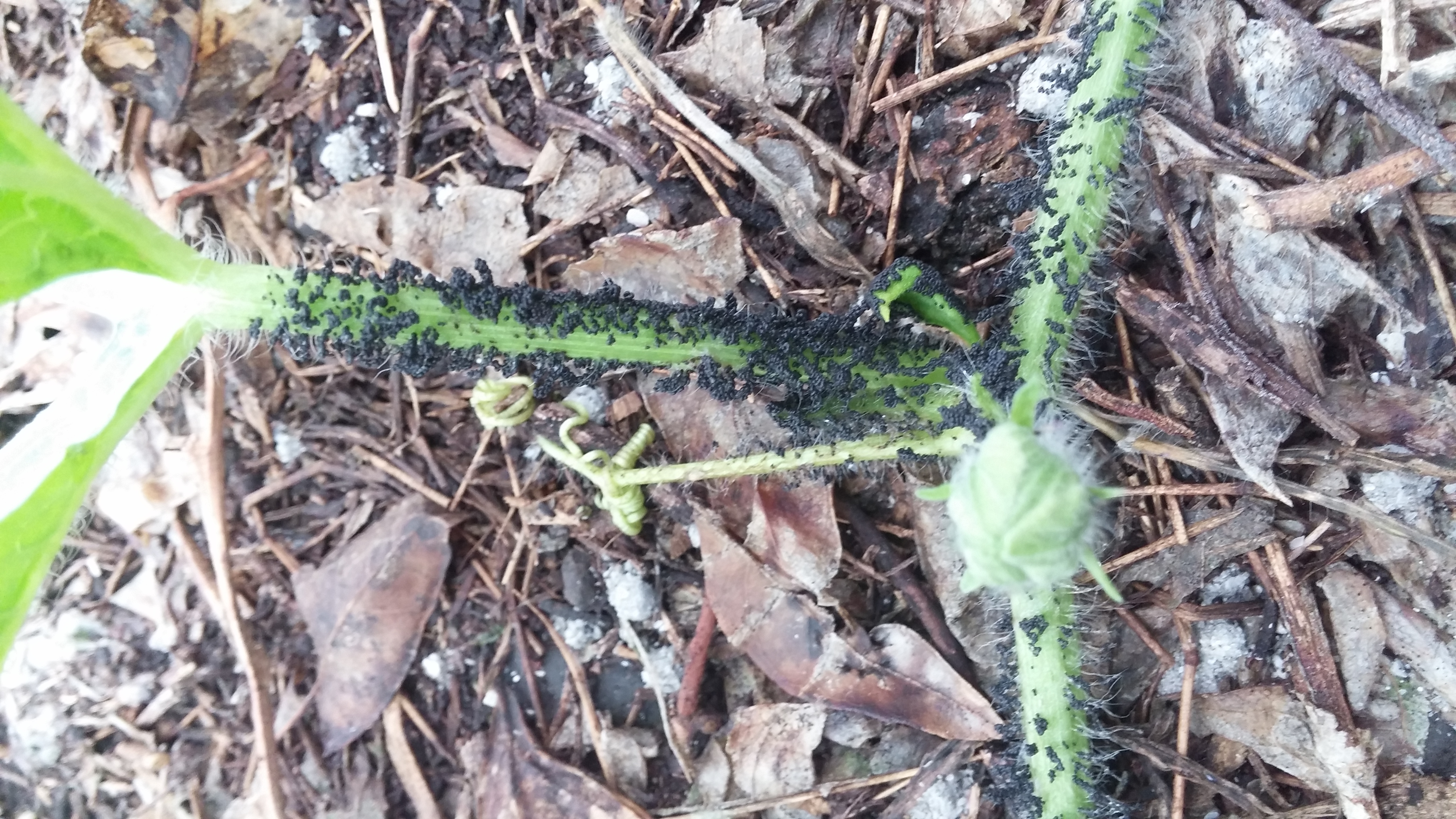 레드향 고접하우스에.. 검은흙???