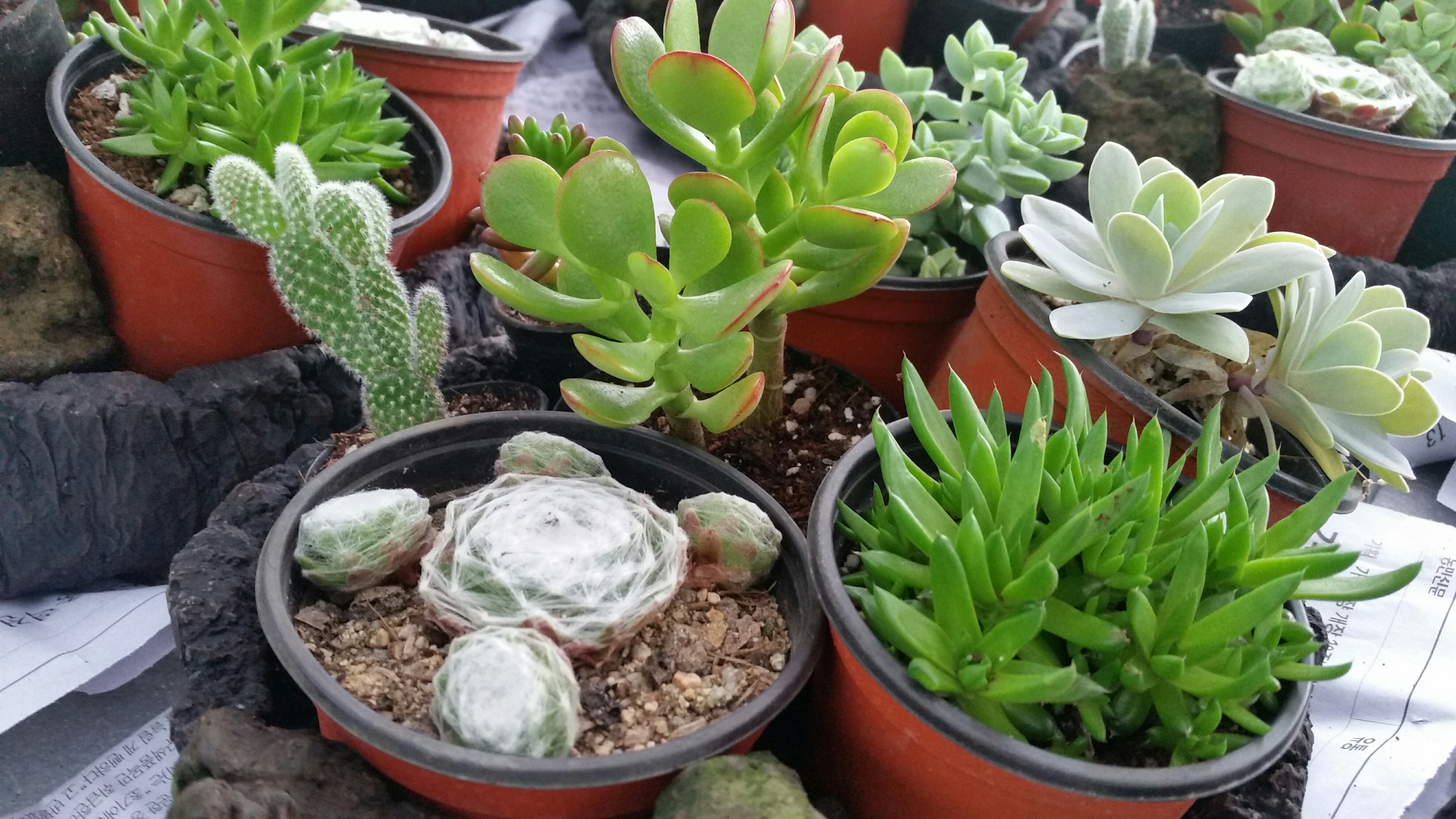 원예치료의 힘!