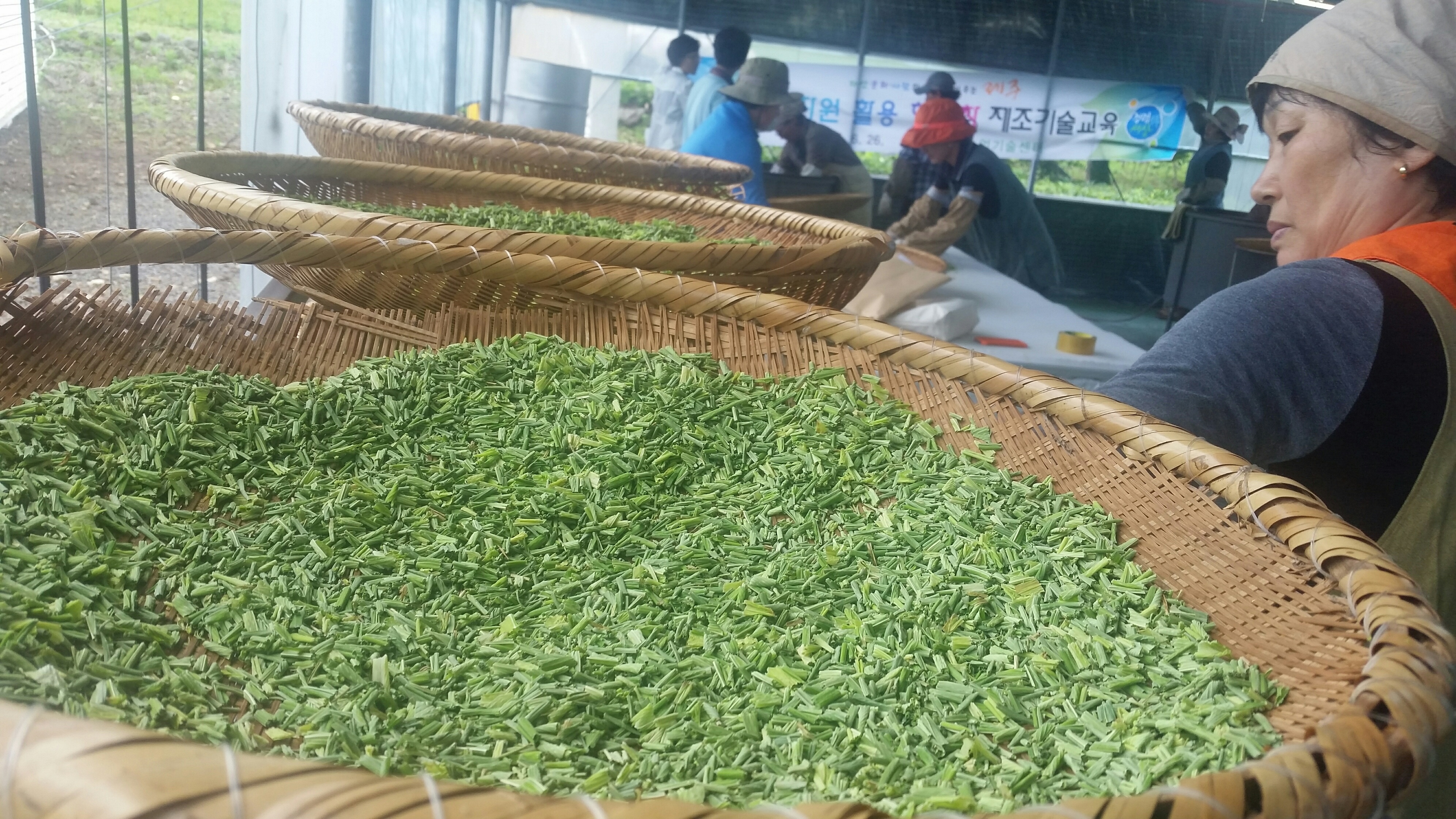 향토자원 활용 차 제조기술교육