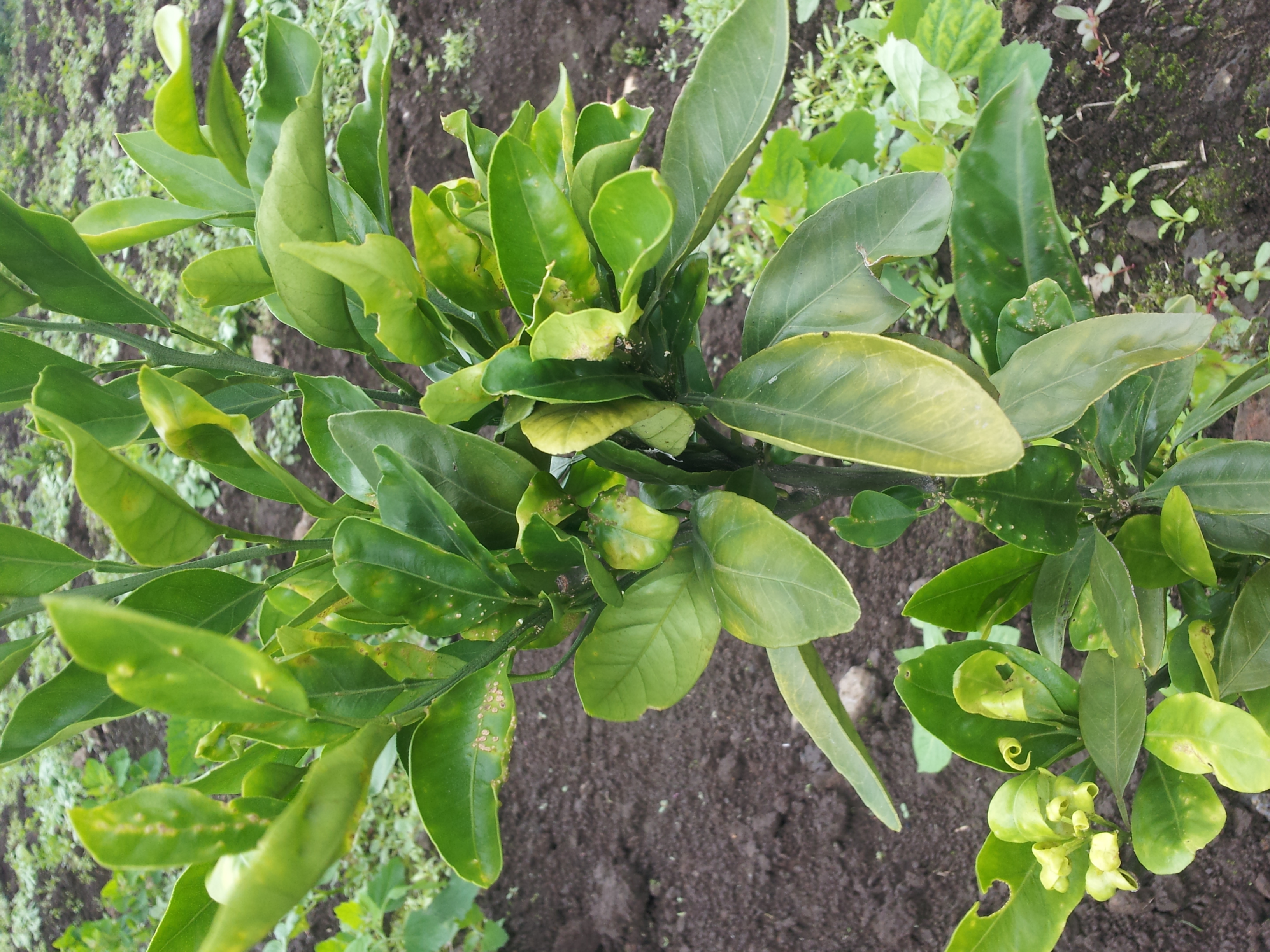 귤나무 병해충 관련