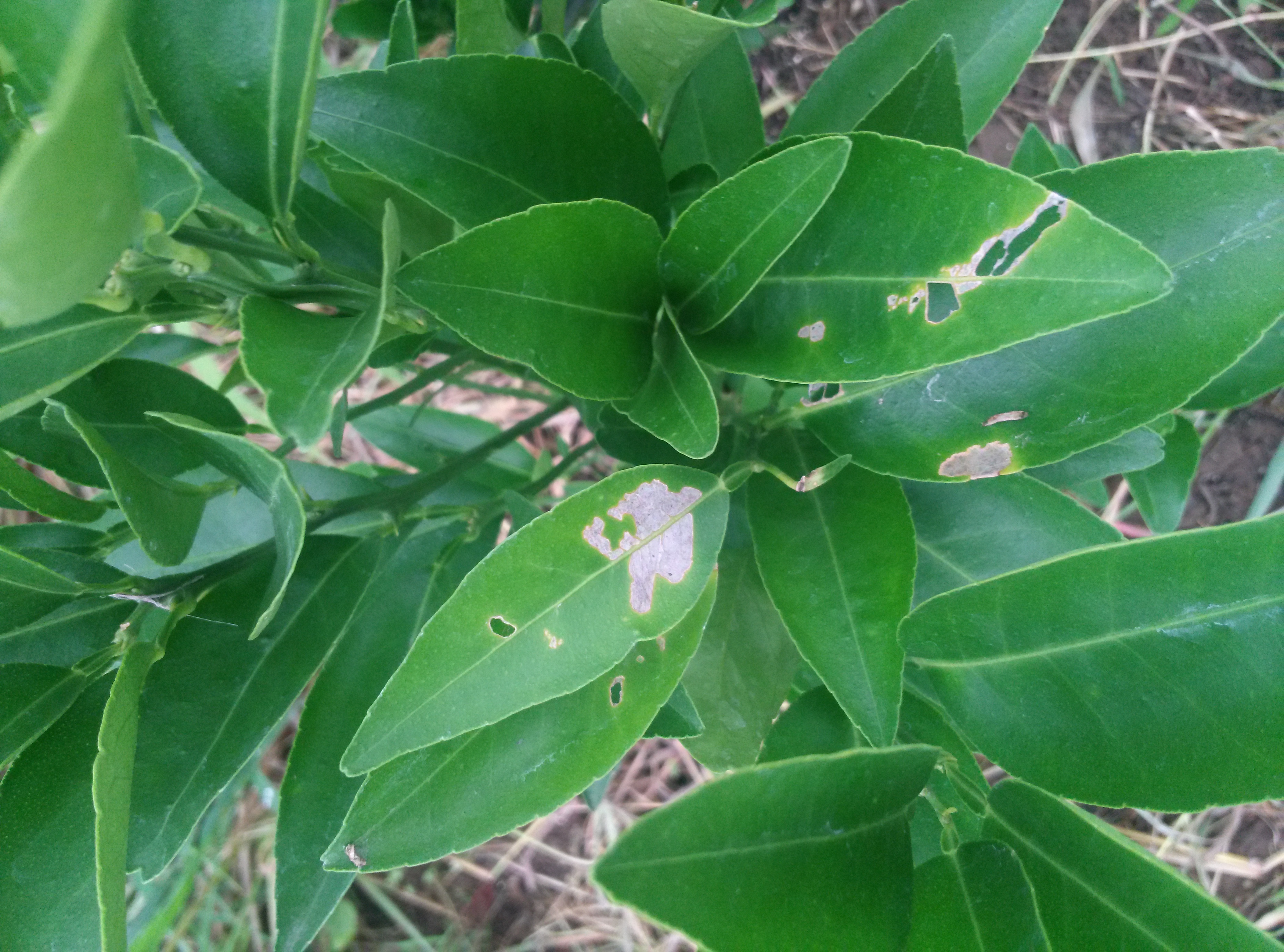 천혜향 잎 피해문의