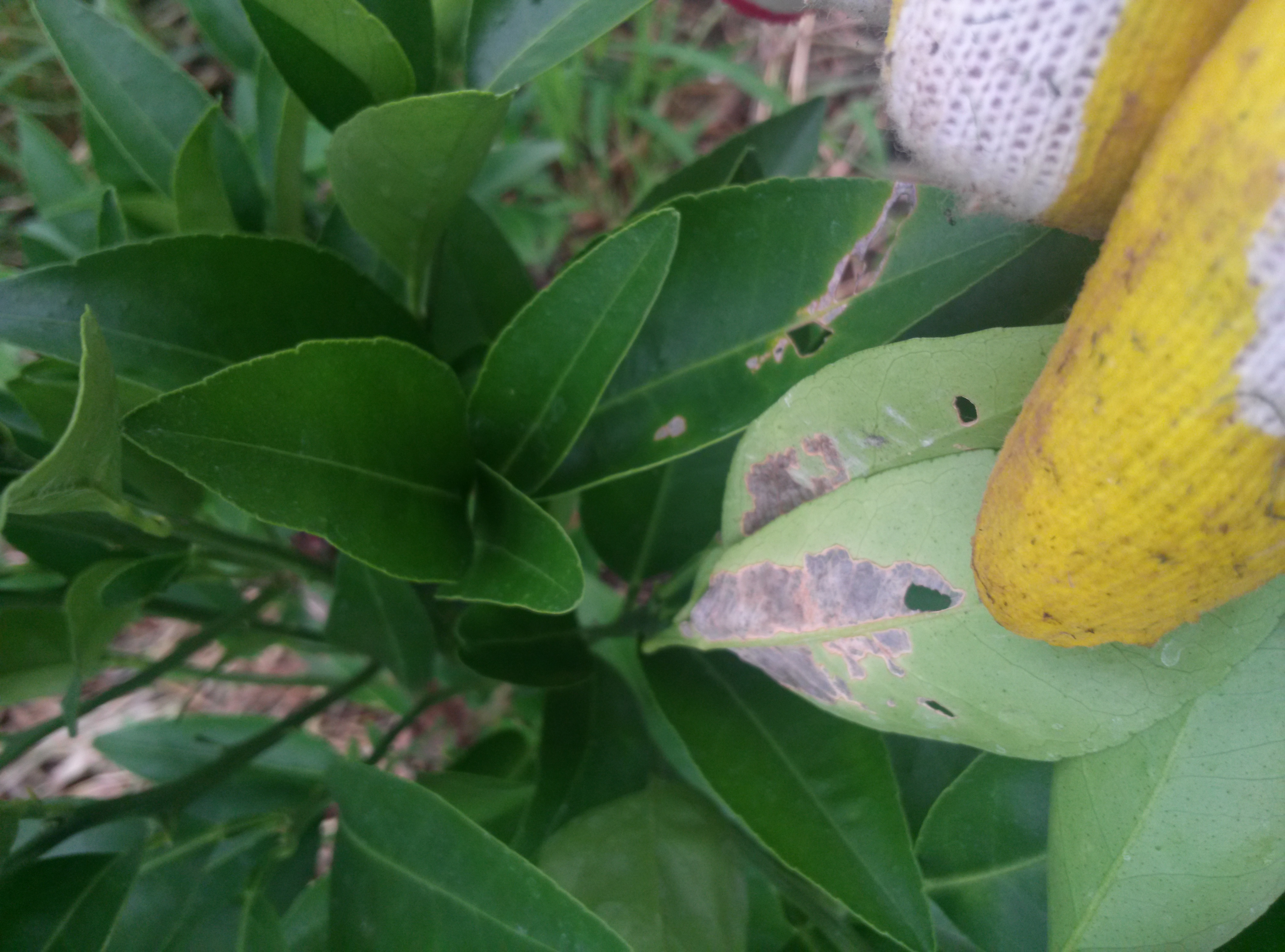 천혜향 잎 피해문의