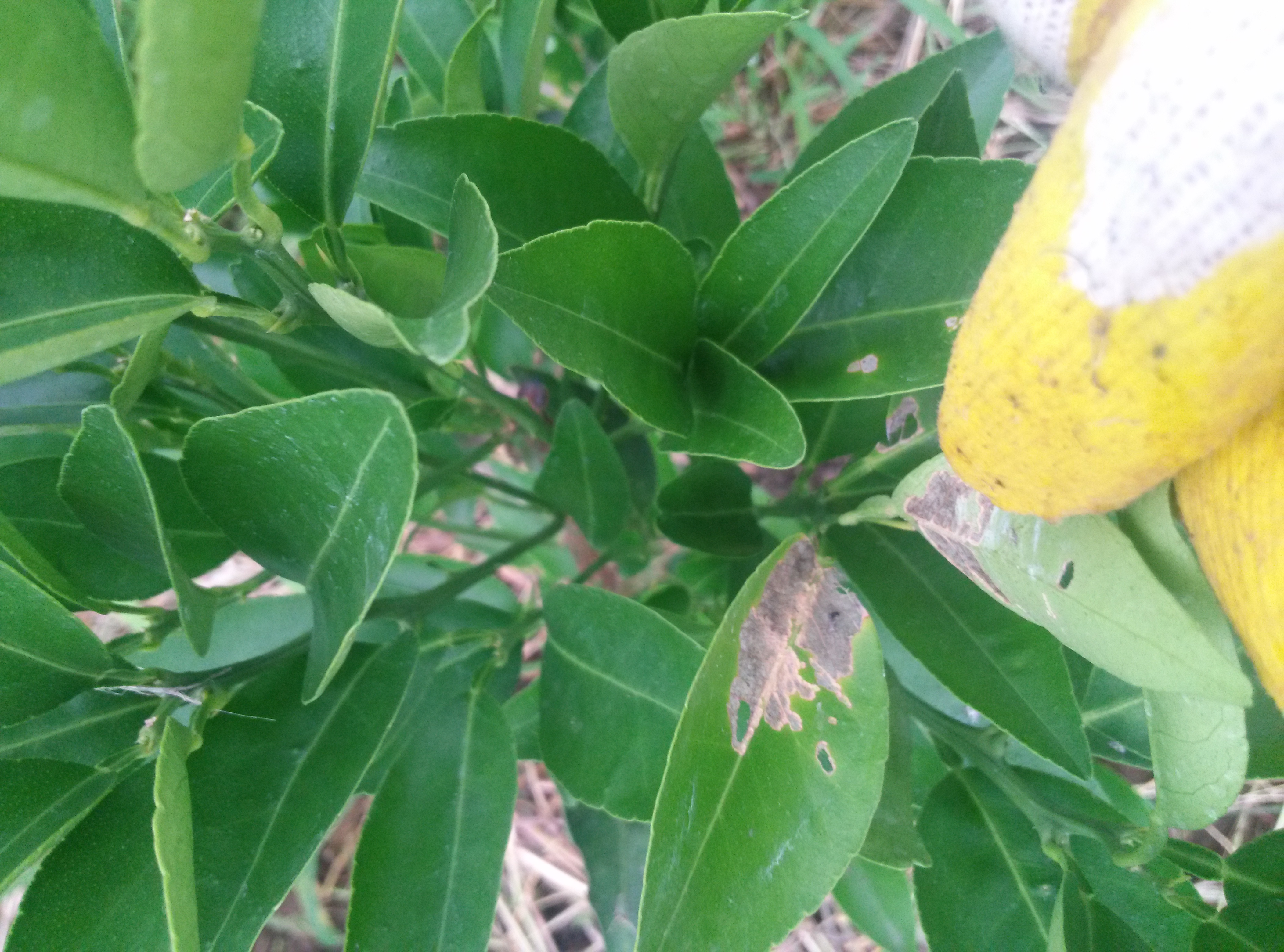 천혜향 잎 피해문의